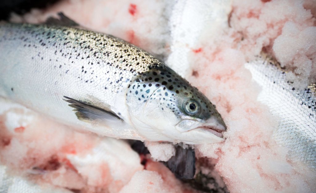 Le saumon d’élevage est-il sain et durable ?