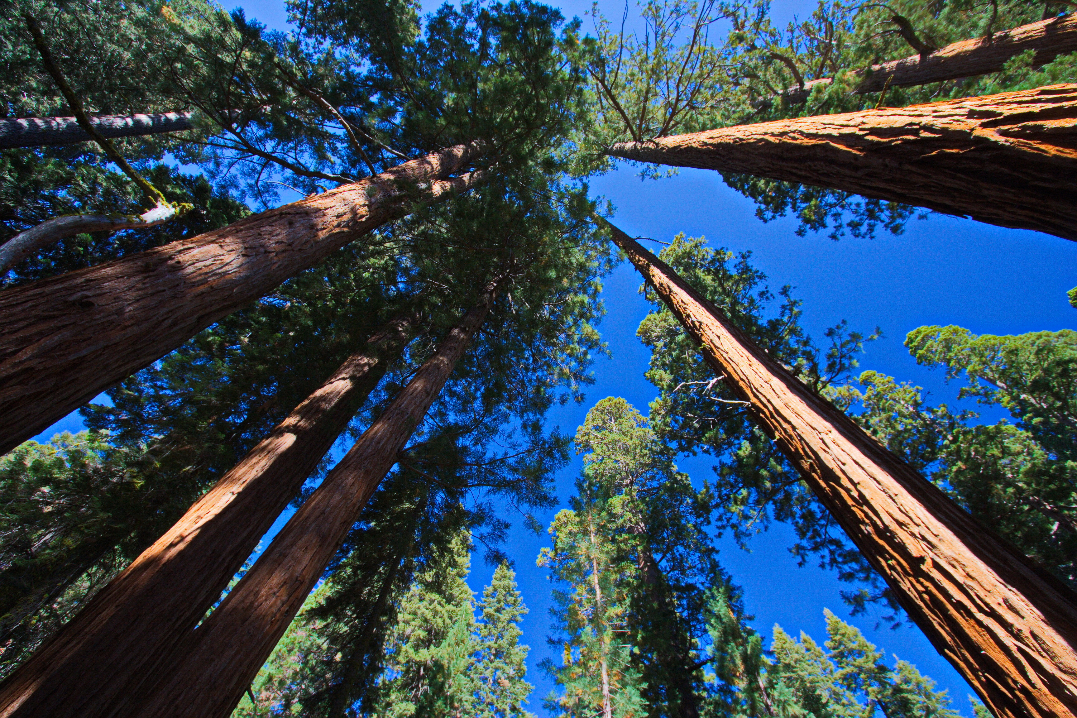 Giant trees in Sequoia NP in California in the USA