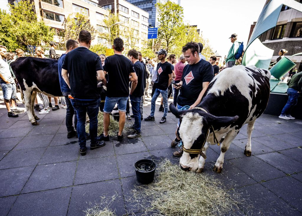Farmers demonstrate with their cows outside the House of Representatives building, as MPs are debating the cabinet's nitrogen plans during a farmers' protest against the cabinet's proposed nitrogen policy in the Hague, on June 28, 2022. (Jeffrey Groeneweg—ANP/AFP/Getty Images)