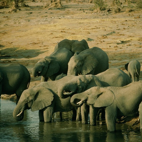 Elephants at a water hole in Hwange National Park.