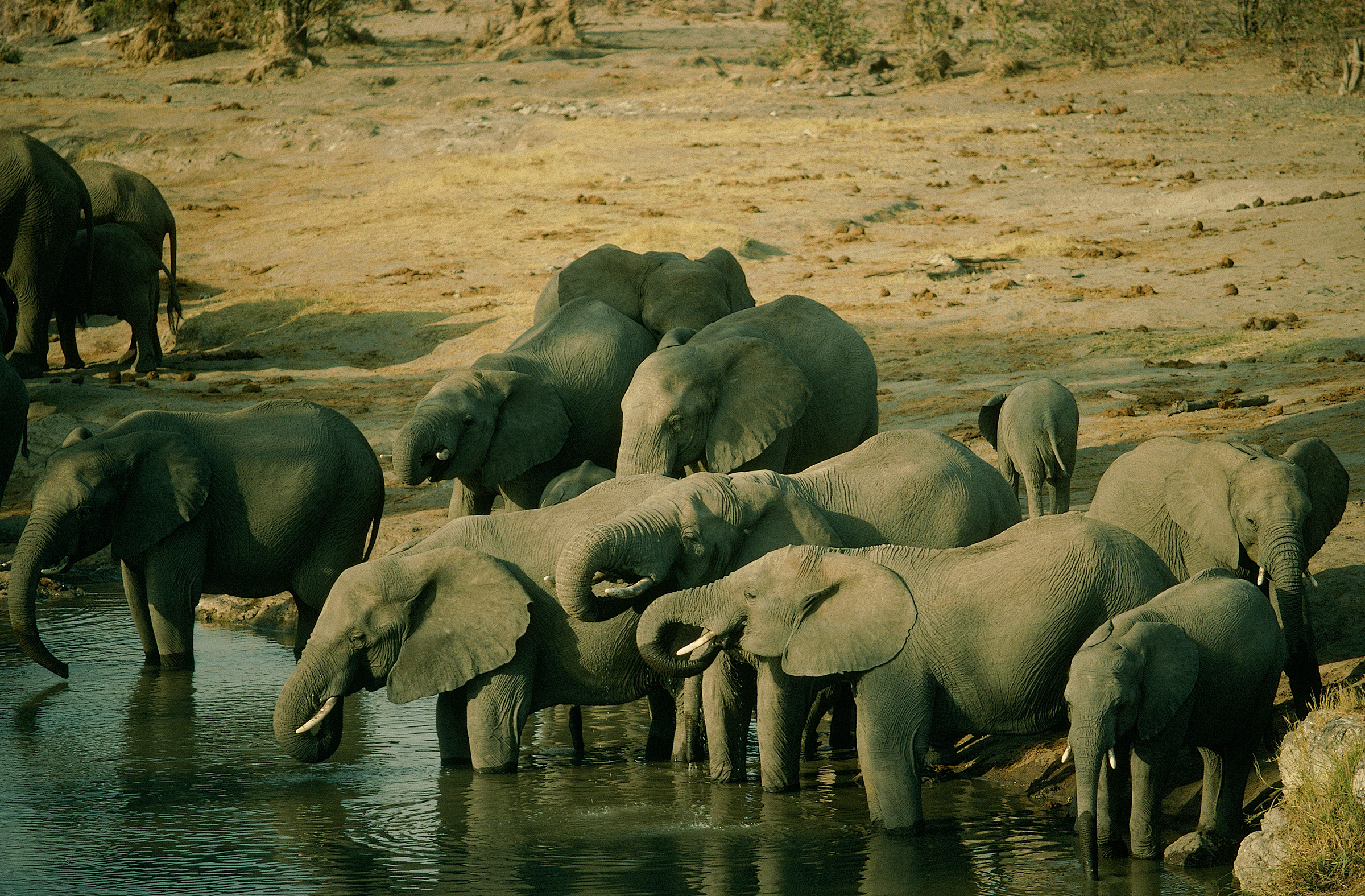 Elephants at a water hole in Hwange National Park. (Steve Thomas—Panos Pictures/Redux)