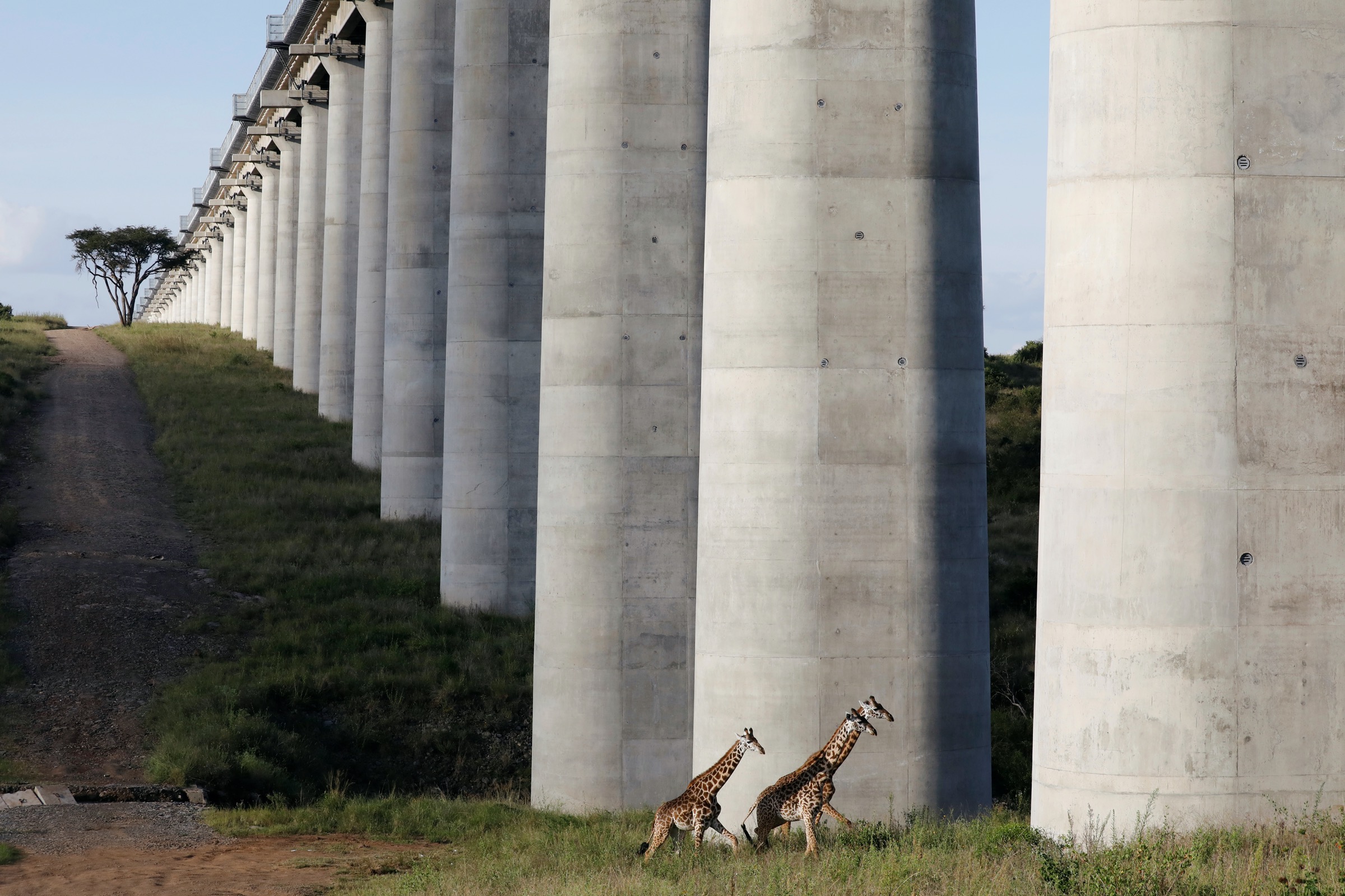 Giraffes cross under a bridge of the Standard Gauge Railway (SGR) line, inside the Nairobi National Park in Nairobi, Kenya. (Baz Ratner—Reuters)
