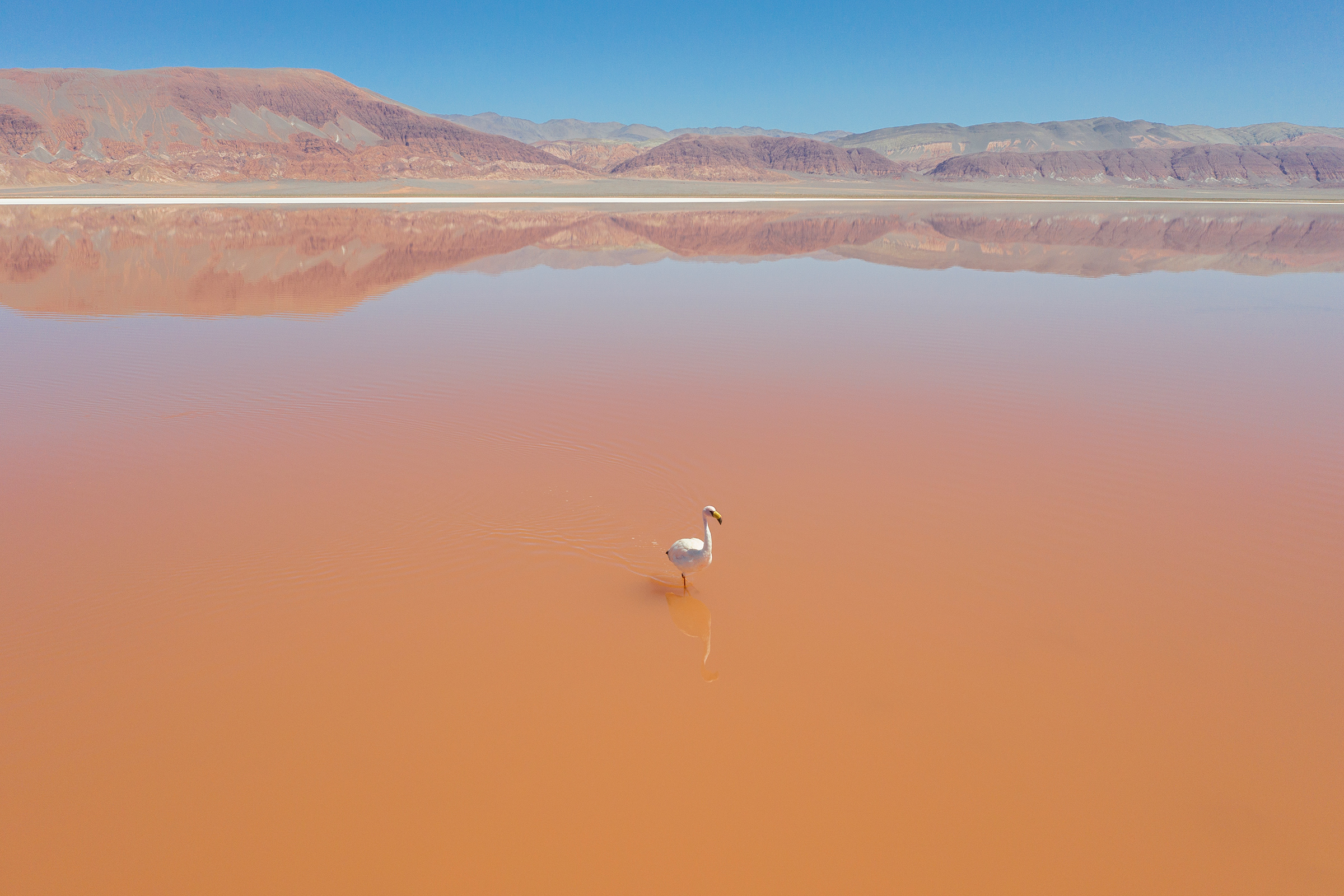 Flamingos found in the brine lagoon near where Lake Resources' Kachi project will be developed. Mining expansion in the Andes could affect a fragile ecosystem home to flamingoes and other animals. (Sebastián López Brach for TIME)