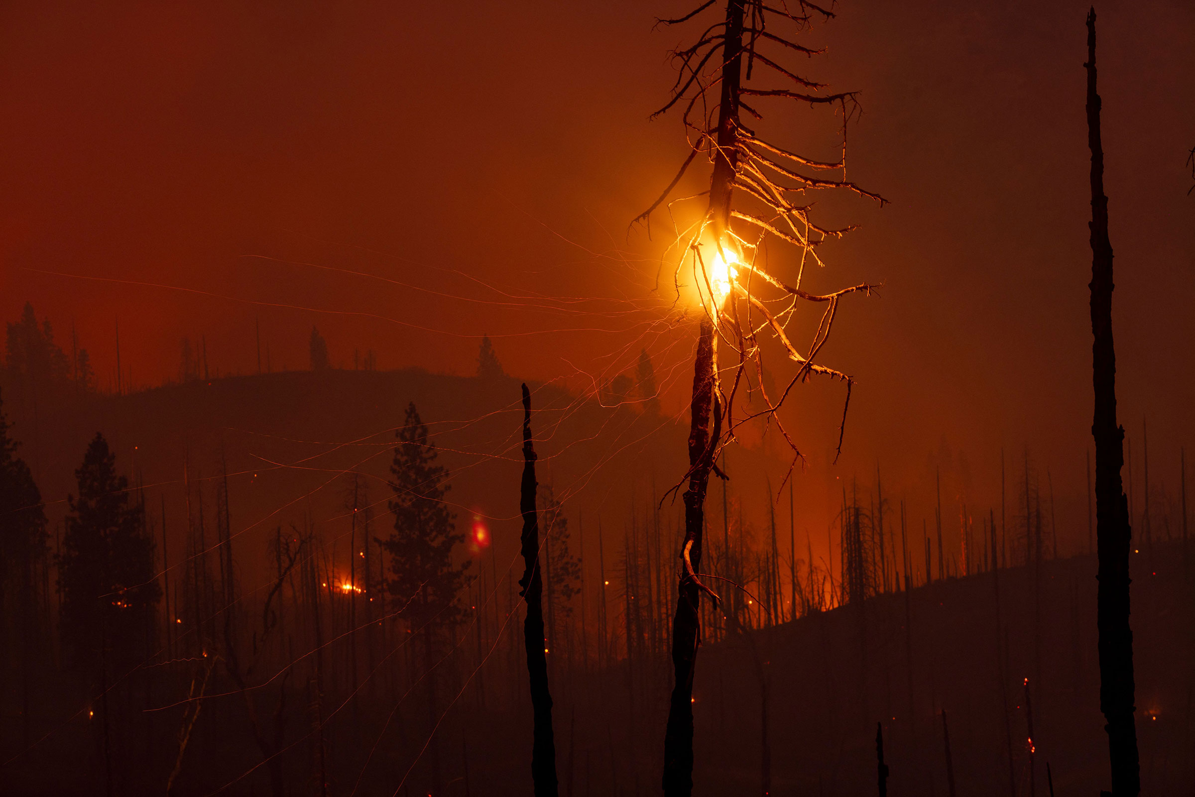 Embers fall from trees in a forest destroyed by the Oak Fire near Mariposa on July 25. (David McNew—AFP/Getty Images)