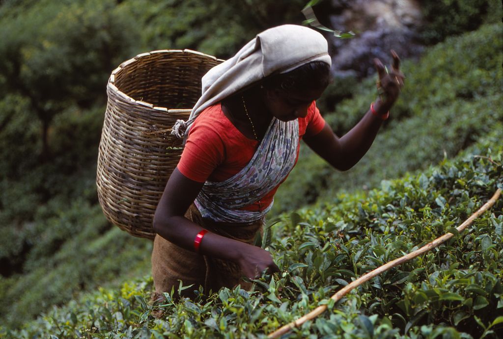 Tea production is one of the main sources of trade for Sri Lanka. (CM Dixon/Heritage Images via Getty Images)