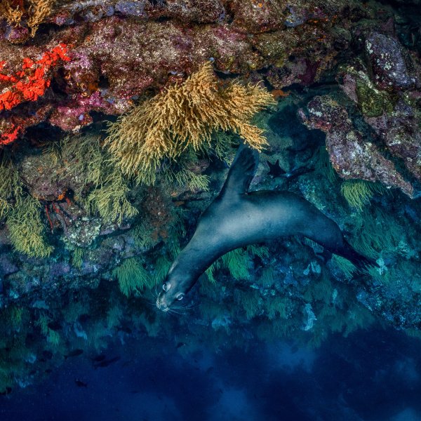 A sea lion beside a reef at the Galápagos Islands.
