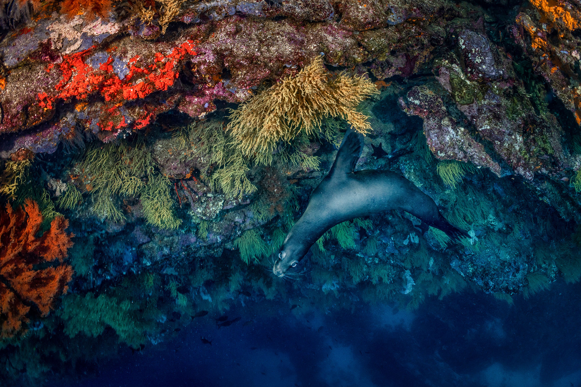 A sea lion beside a reef at the Galápagos Islands. (Cristina Mittermeier)