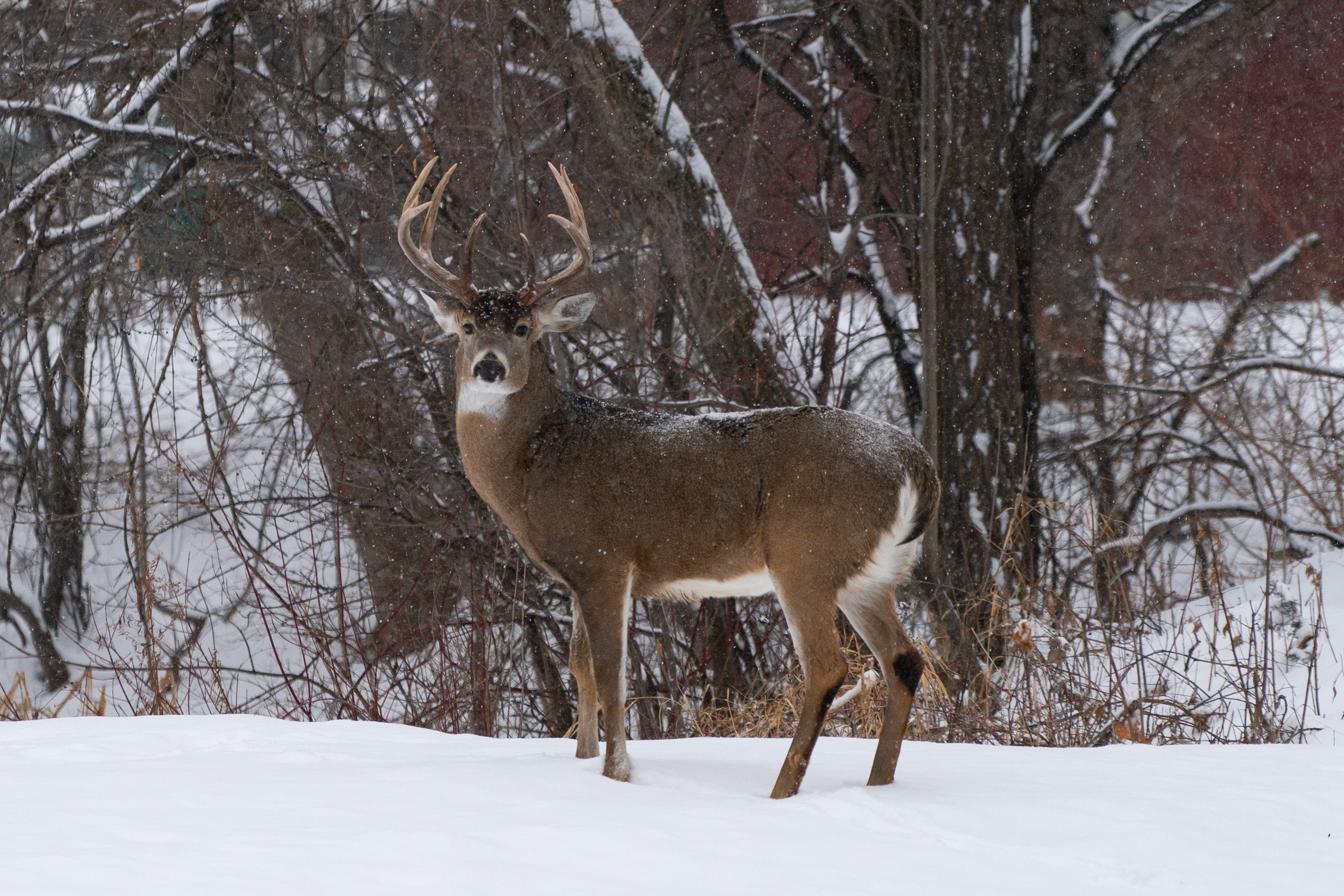 The white-tailed deer is a common victim of COVID-19 (Photo by AaronP/Bauer-Griffin/GC Images)