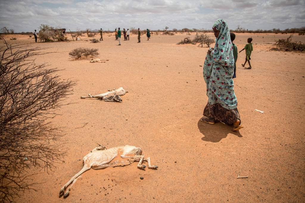 A child displaced by drought holds her nose as she walks past the rotting carcasses of goats that died from hunger and thirst on the outskirts of Dollow, Somalia, April 14 2022. (Sally Hayden—SOPA Images/LightRocket/Getty Images)