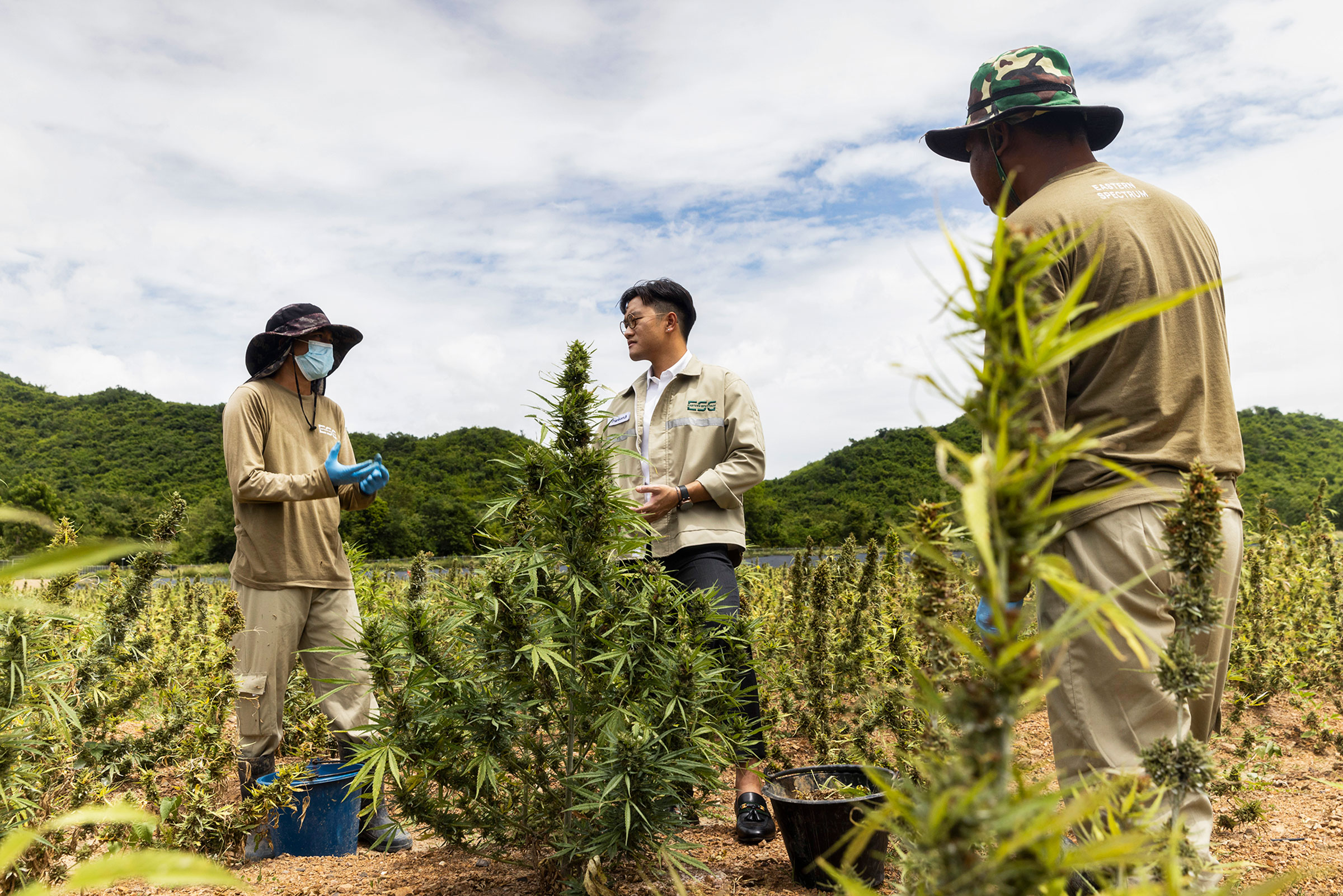 Inside Thailand's Hazy Legalization of Weed