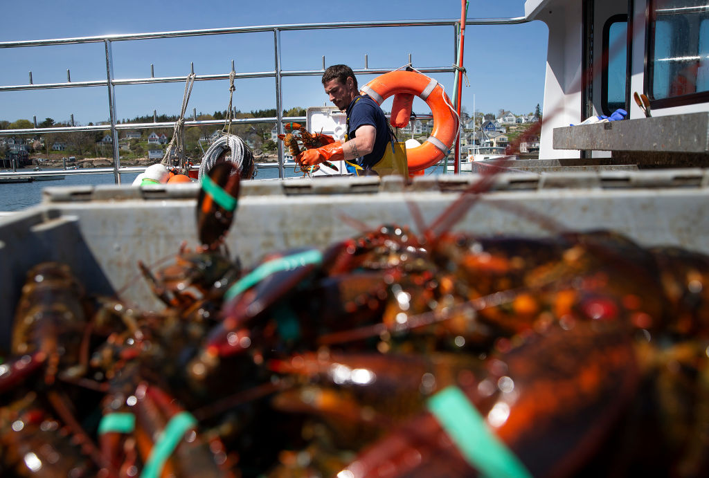 STONINGTON, ME - May 10: Sternman Ben Foster unloads lobsters from the boat Sleepless Nights at Greenhead Lobster in Stonington. (Derek Davis-Portland Press Herald)