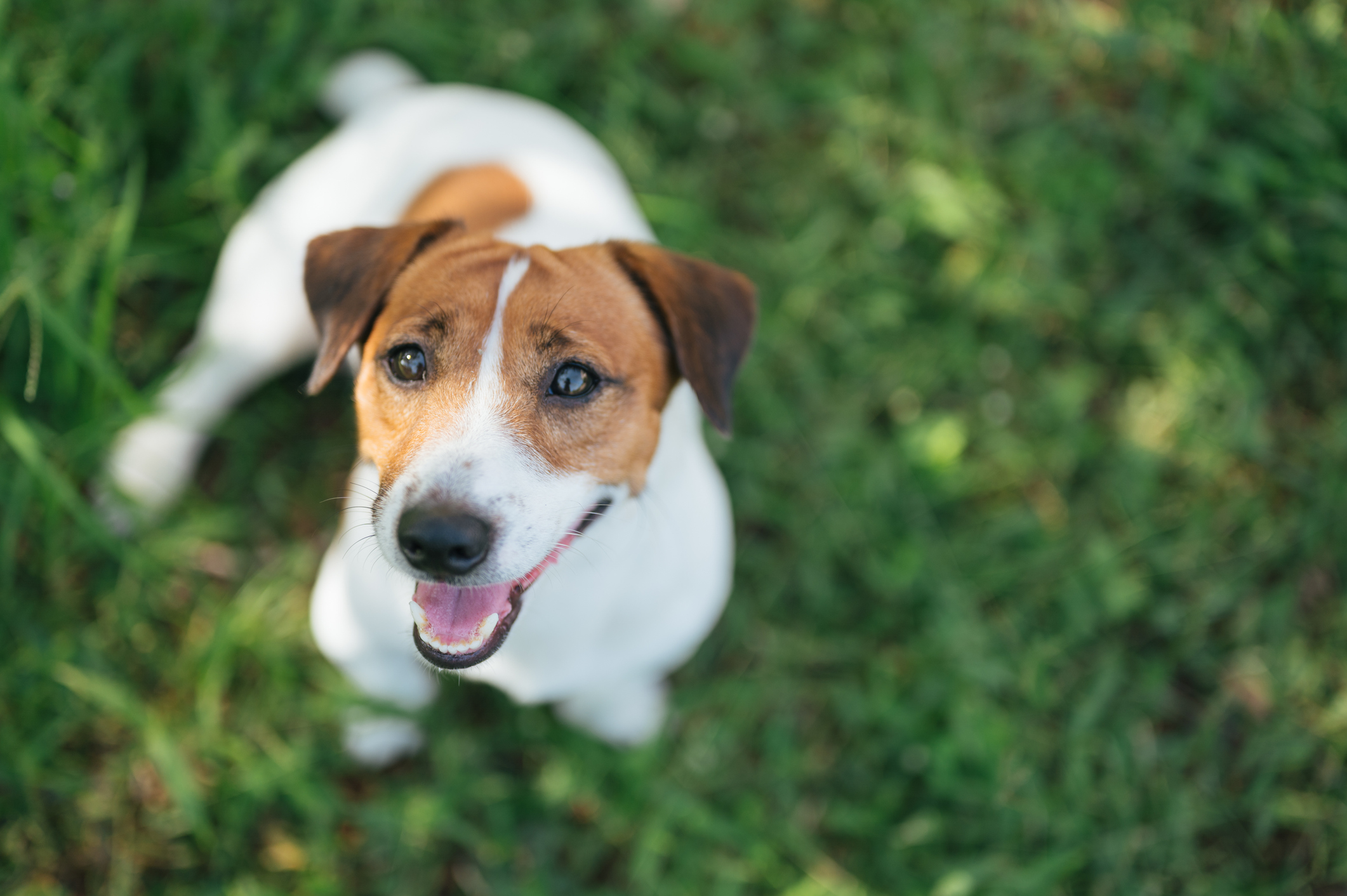 Jack russel terrier on lawn near house. Happy Dog with serious gaze (Getty Images)
