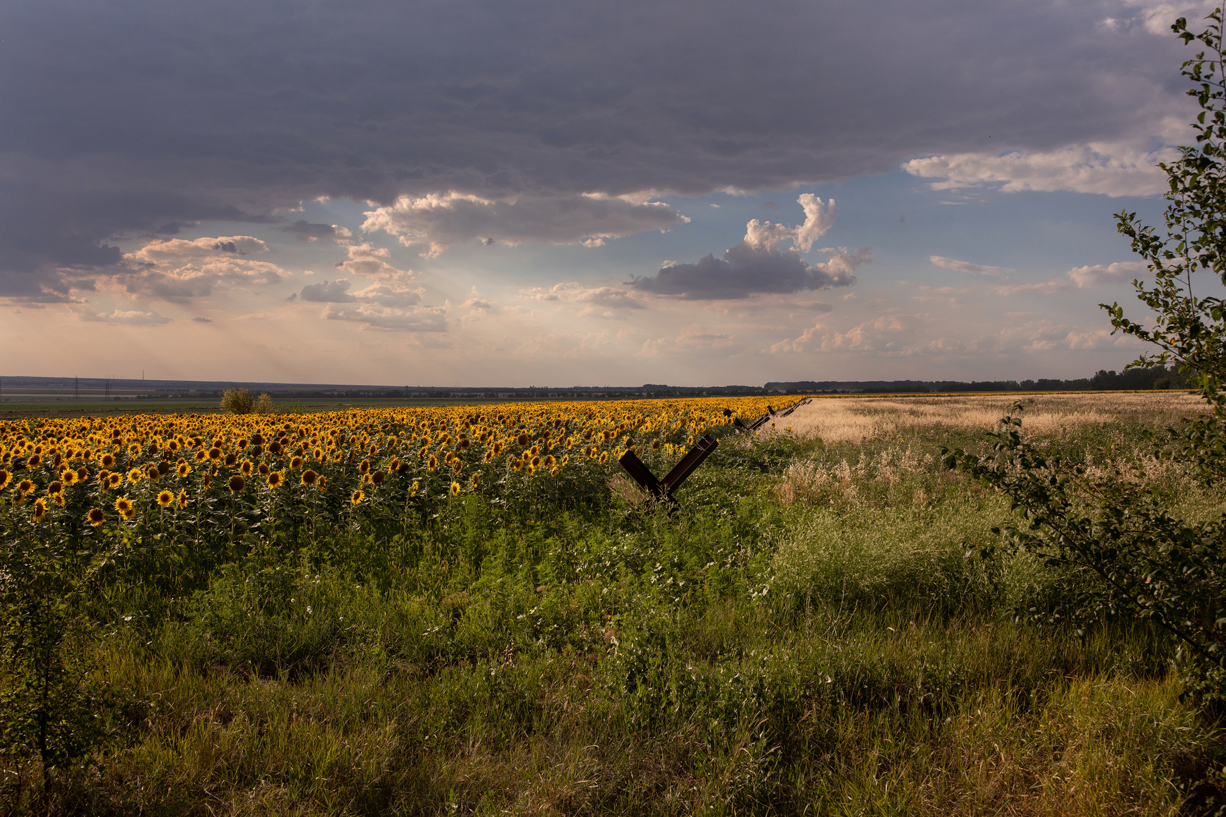 Antitank “hedgehog” devices line a sunflower field outside of Odesa on July 14. The entire region is dotted with defensive positions, check points, and pre-dug trenches, in case of a Russian advance. (Natalie Keyssar)