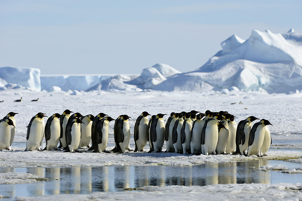 A group of Emperor penguins near Antarctica's Weddell Sea in 2010. (Wolfgang Kaehler/LightRocket— Getty Images)