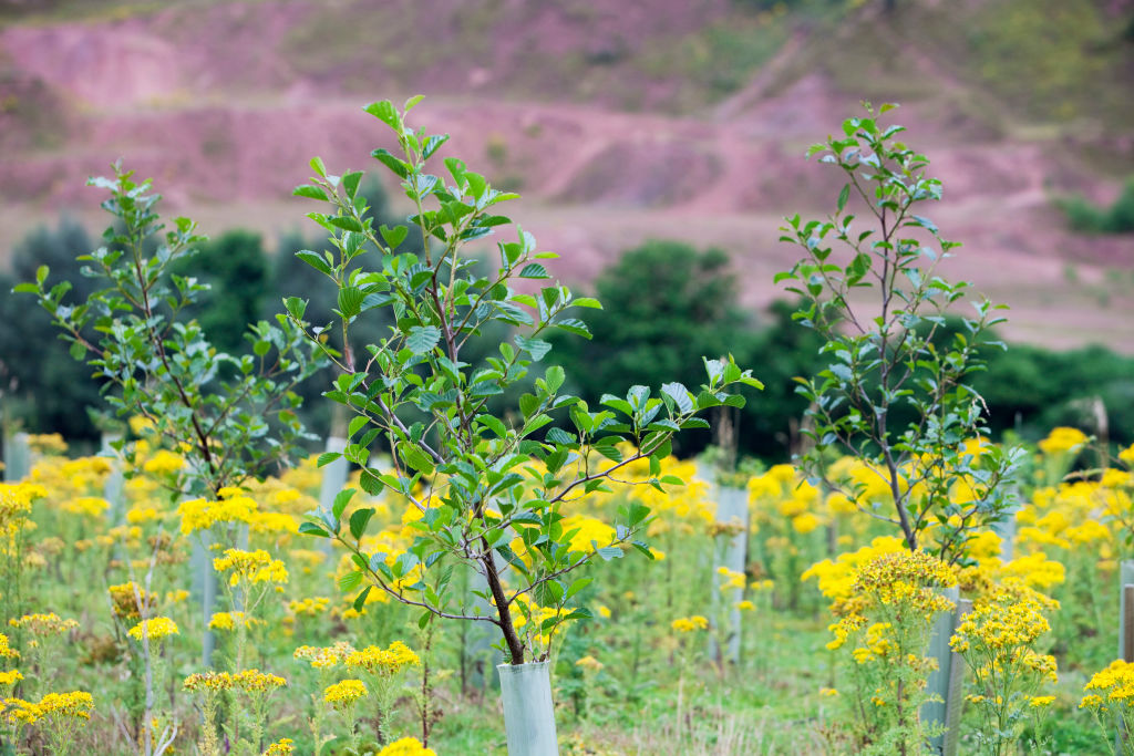 Sand Martin Wood in Faugh near Carlisle, Cumbria, UK, was acquired by the carbon offset company co2balance in September 2006. It has been planted with a broad mix of native trees over 6 hectares and is managed for wildlife as well as the companies offset