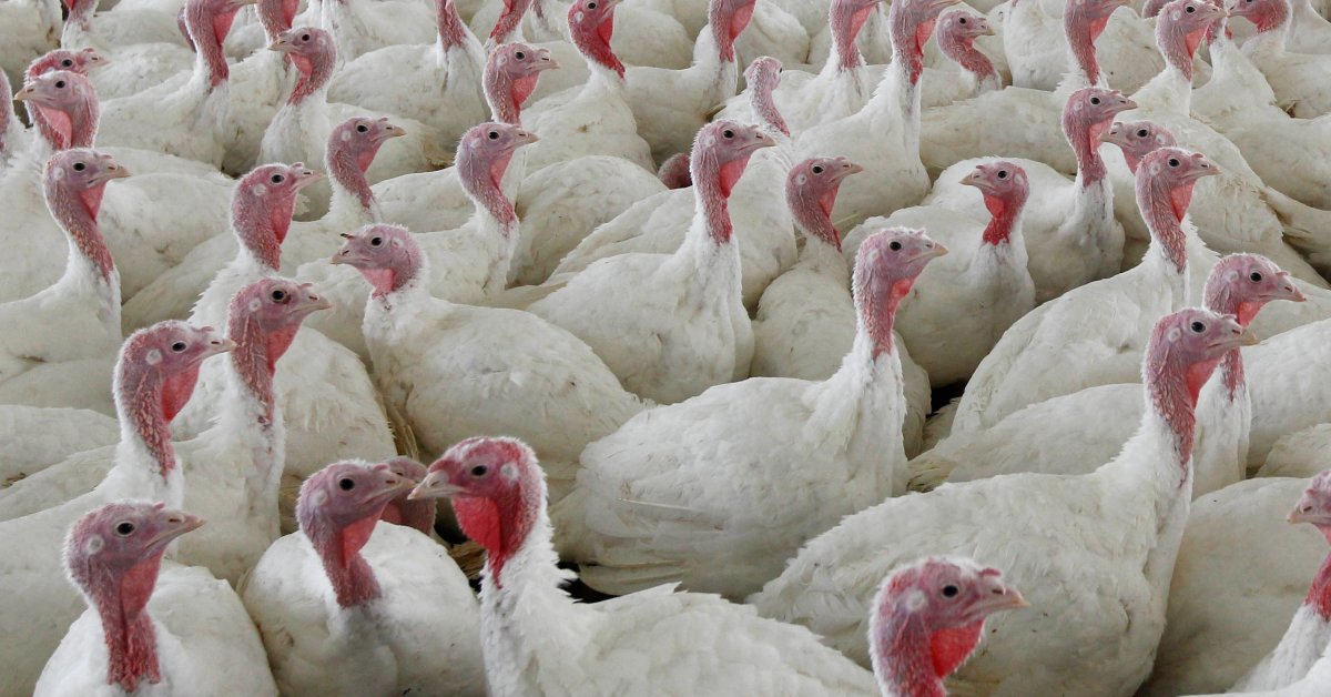 USDA Proposes Poultry Trade Adjustments to Reduce Meals Poisoning