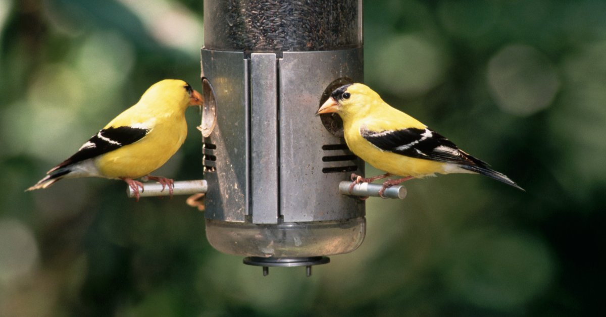 Birdwatching Has Big Mental-Health Benefits. Here’s How to Start