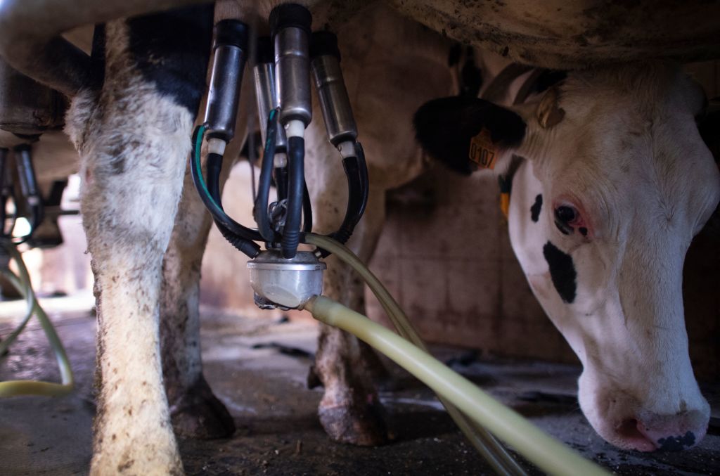 Cows are milked on a farm in Lampaul-Guimiliau, western France, on August 10, 2022. (FRED TANNEAU—AFP/Getty Images)