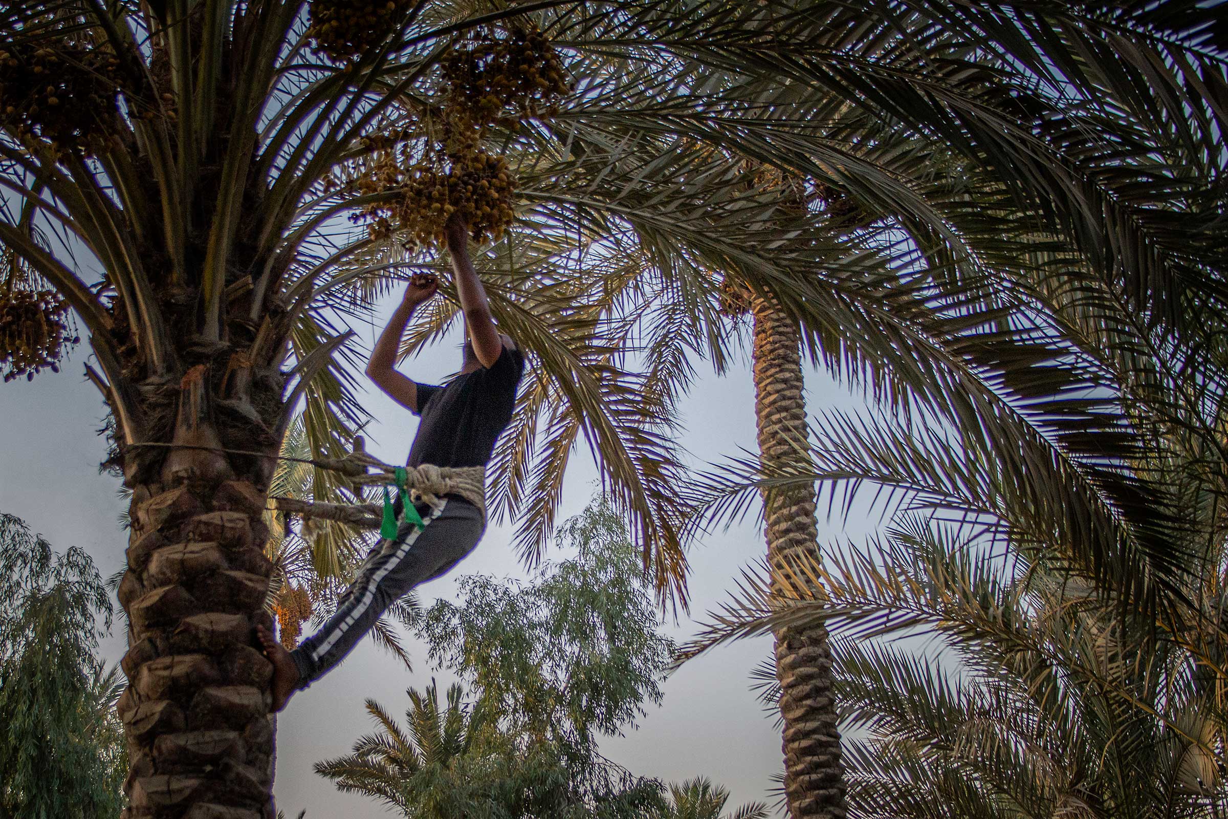Zemen Al Shammari harvests dates during sunset. (Sam Kimball)