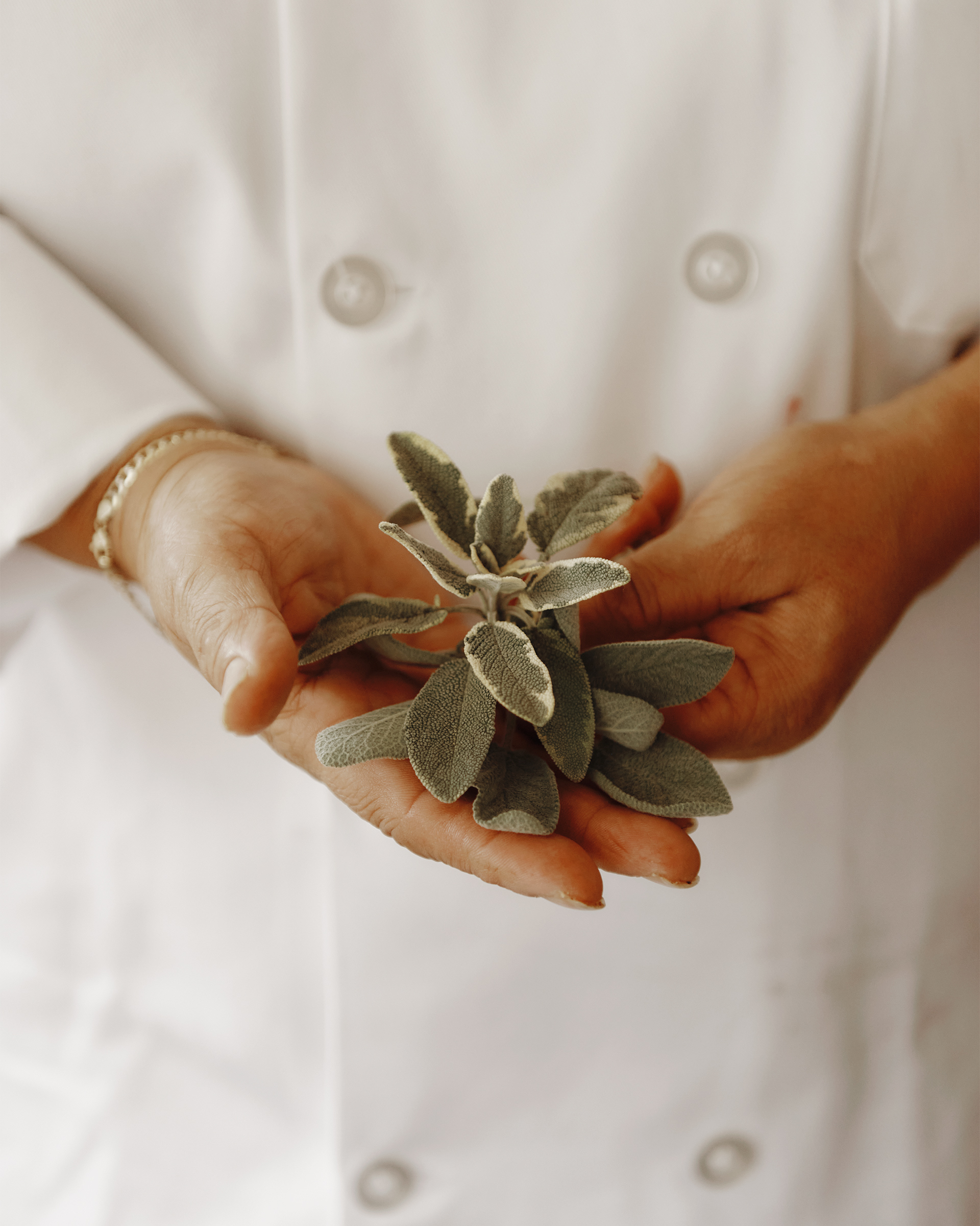 Chef Sherry Pocknett displaying sage on October 31 in Charles- town, R.I.
