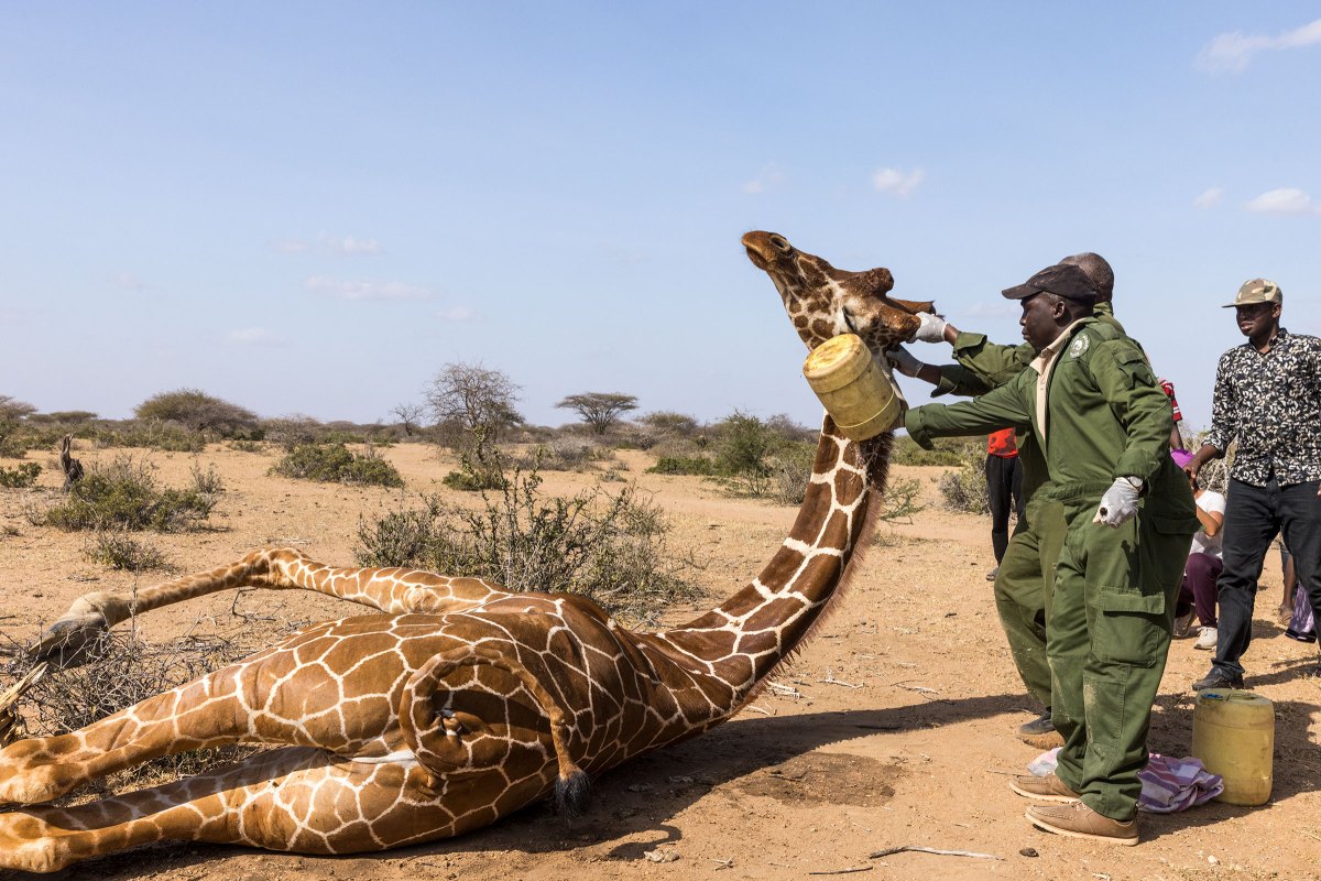 Kenya Wildlife Service rangers pour water over a giraffe they rescued and sedated just outside of Garissa in March. The giraffe had been caught in a snare set by poachers and, without help, would likely have been killed soon by humans or predators.