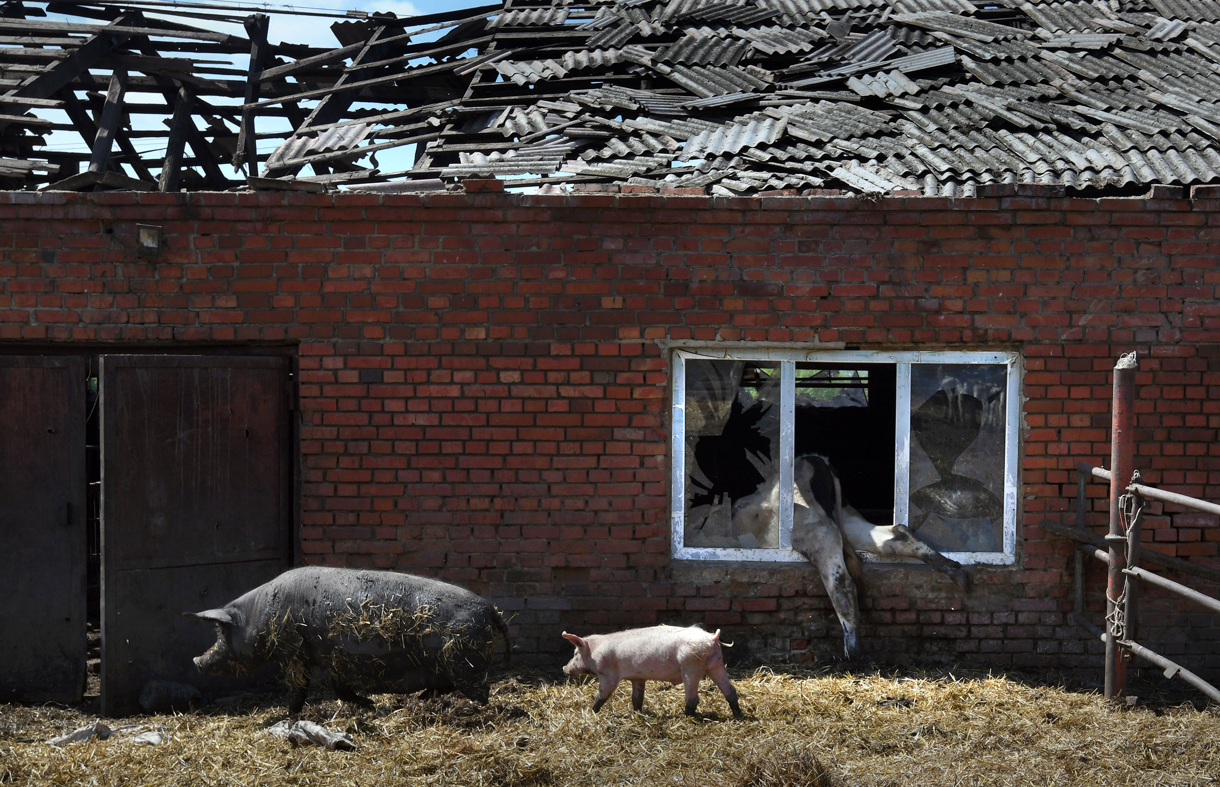 Farmer Oleksandr Novikov lost 80 cows and 30 pigs during two months of Russian artillery shelling and occupation in Vilkhivka, Ukraine on May 14.