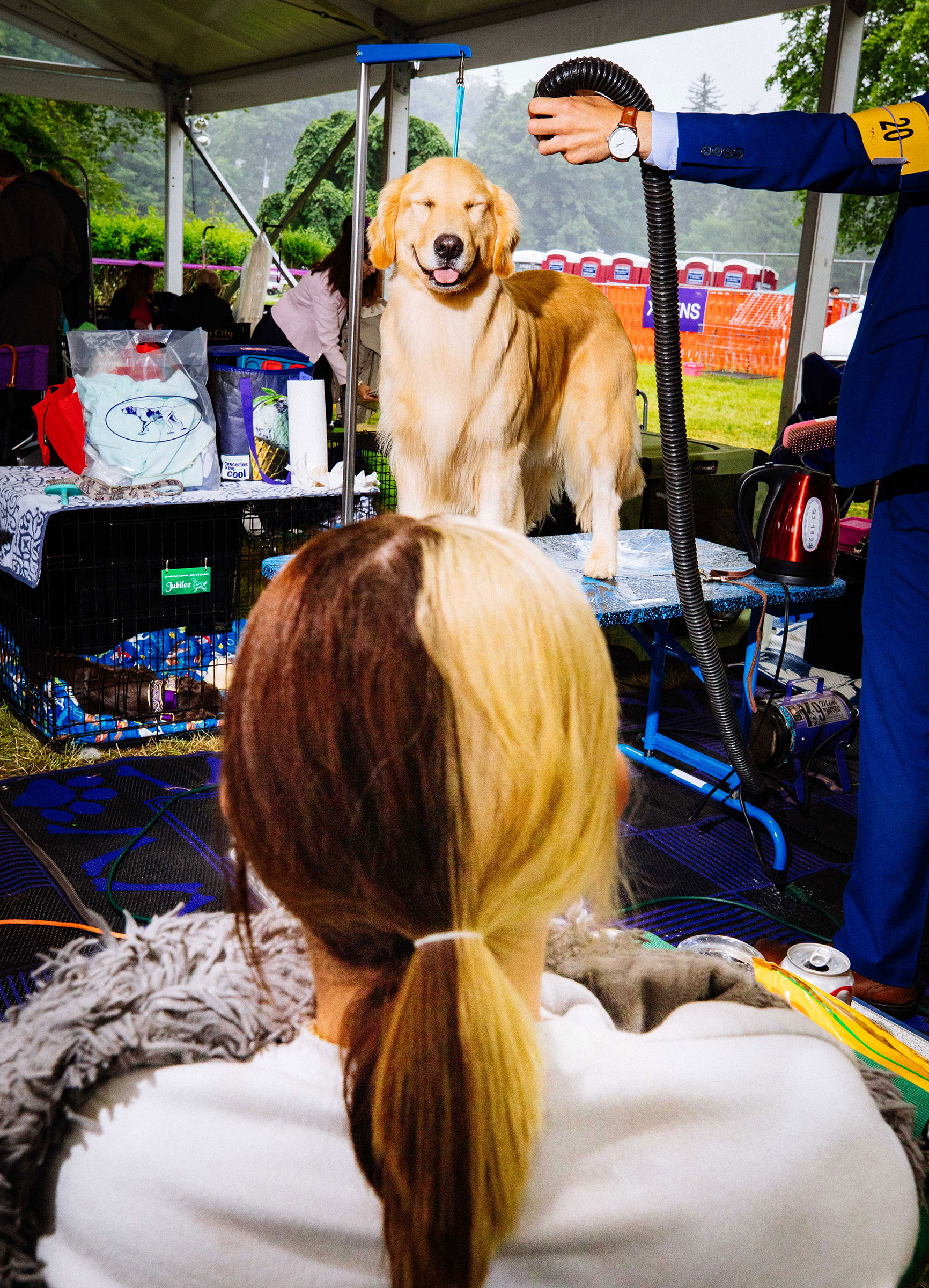 Vixen, a Golden Retriever, is groomed before competing at the 146th annual Westminster Kennel Club show in Tarrytown, NY on June 22. (Sinna Nasseri)