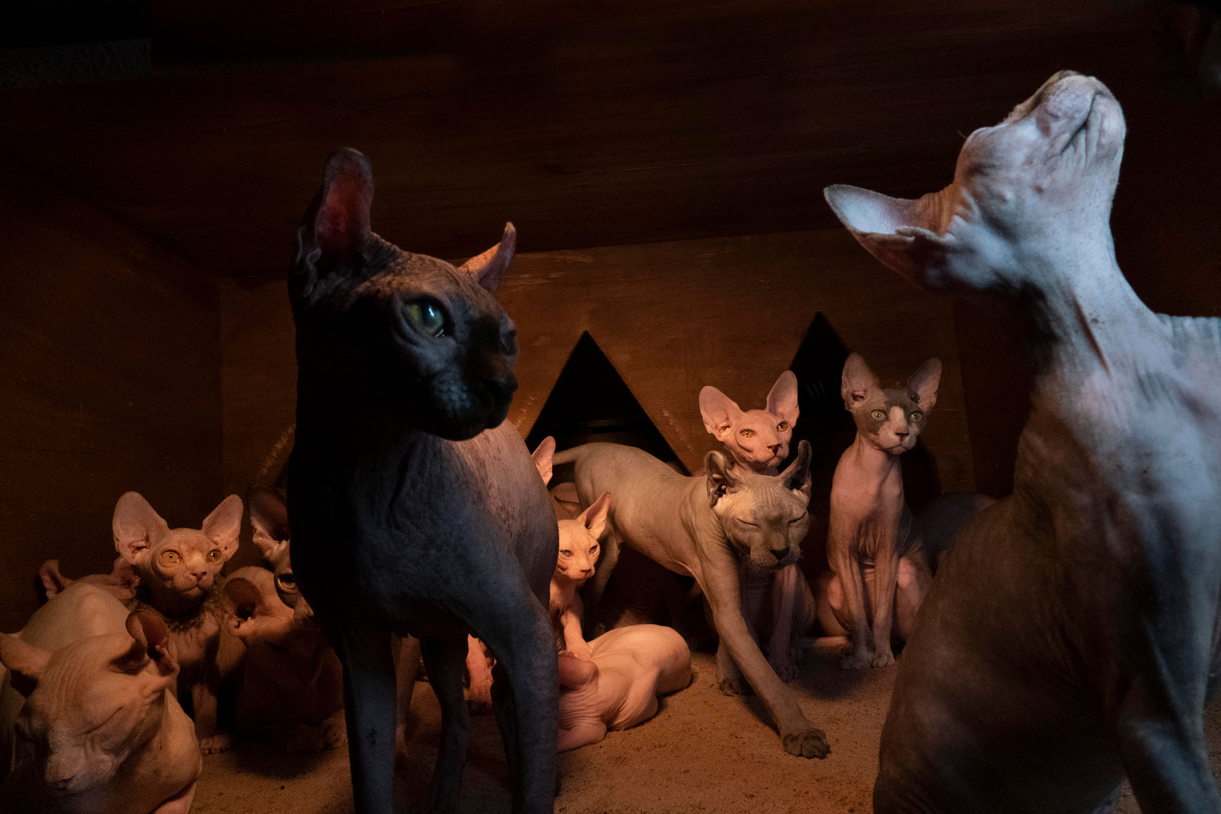 Sphynx cats who reside in a Soon Bok cafe in Cheonan, South Korea. (Robin Schwartz for The New York Times Magazine)