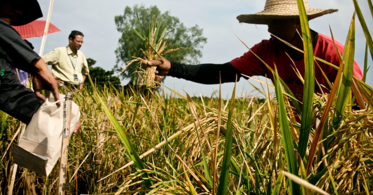 Сельское хозяйство и промыслы. Филиппины сельское хозяйство плантации. Филиппины плантации риса. Сельское хозяйство Индонезии. Филиппины СХ.