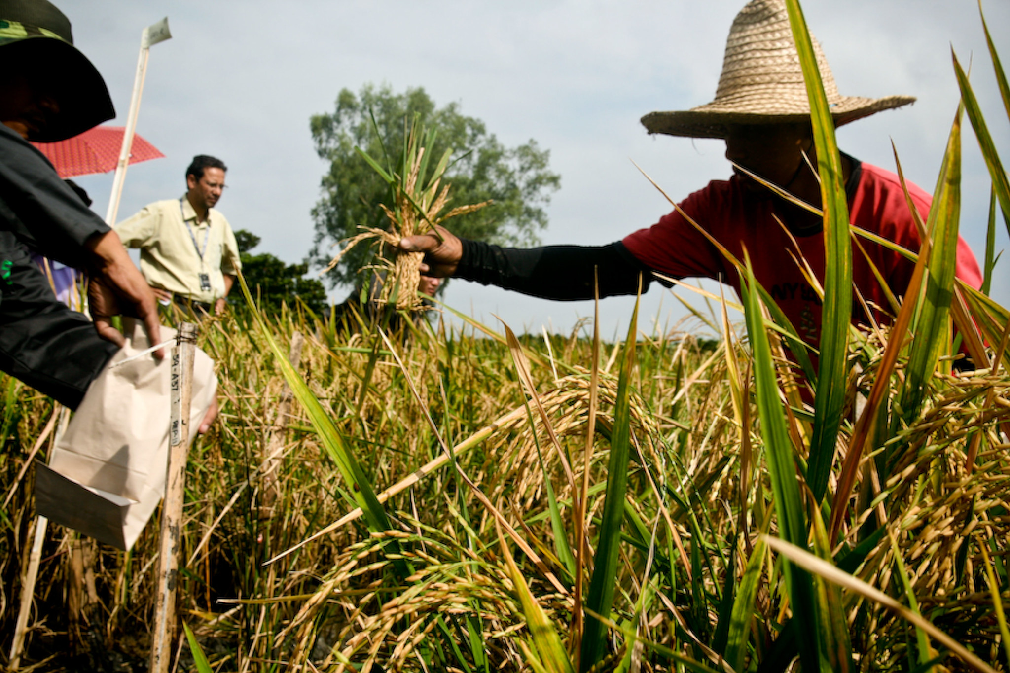 Harvesting Golden rice from am IRRI field trial in 2010. Twelve years later, the genetically modified rice is finally being grown at scale. (Courtesy of the International Rice Research Institute (IRRI).)