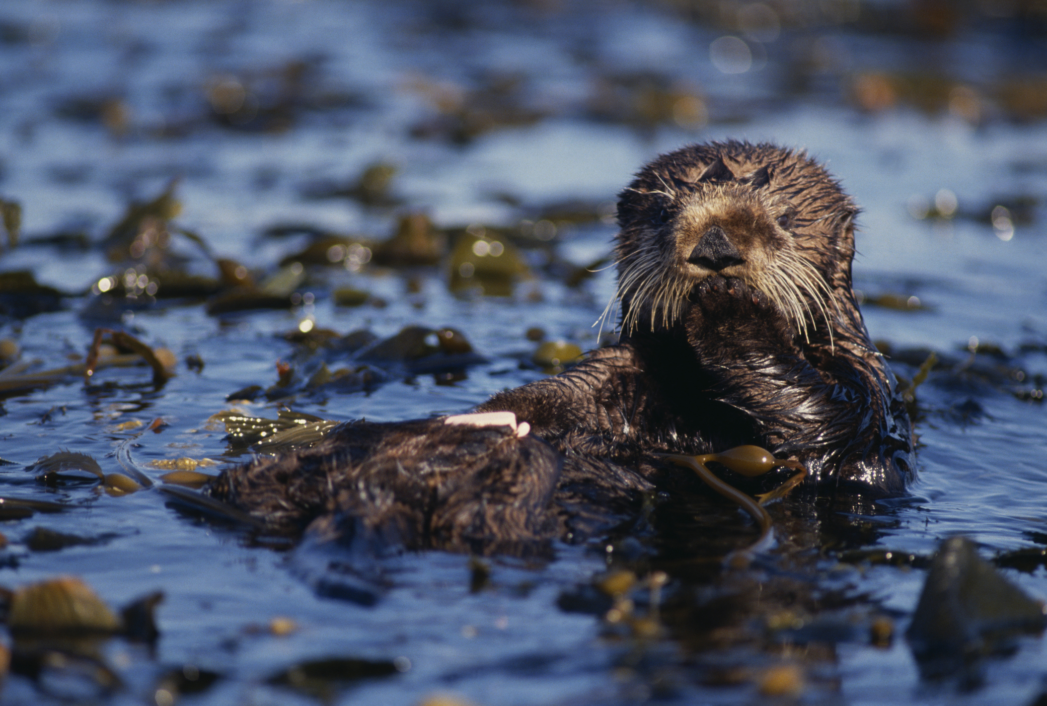Sea otter floating in kelp