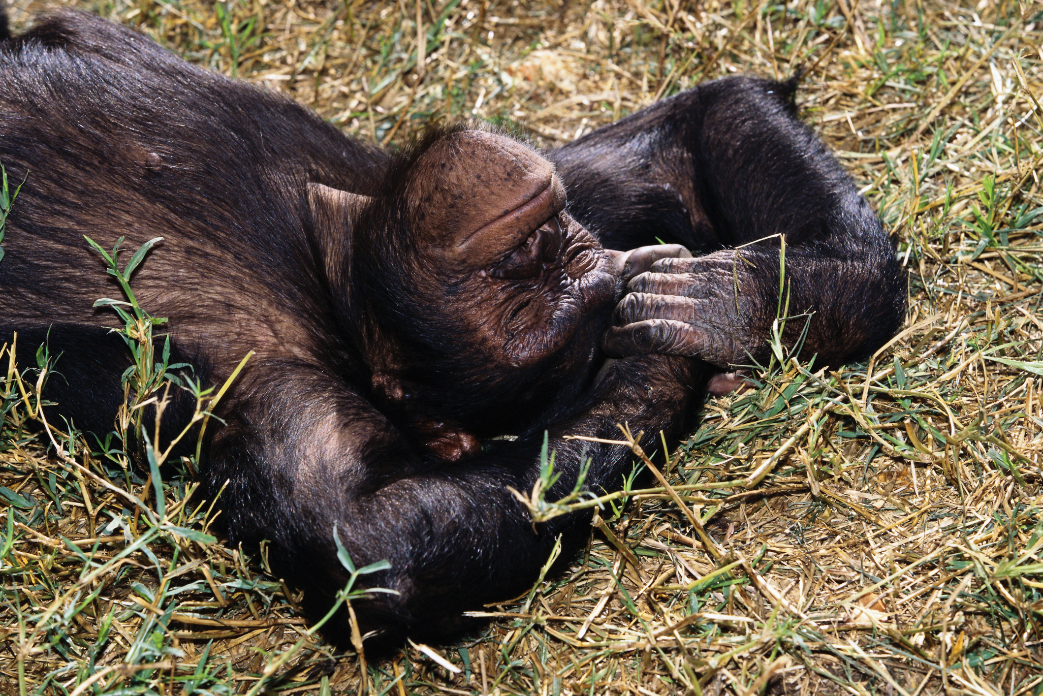 A chimpanzee sleeping at the Chimfunshi Chimpanzee Orphanage.