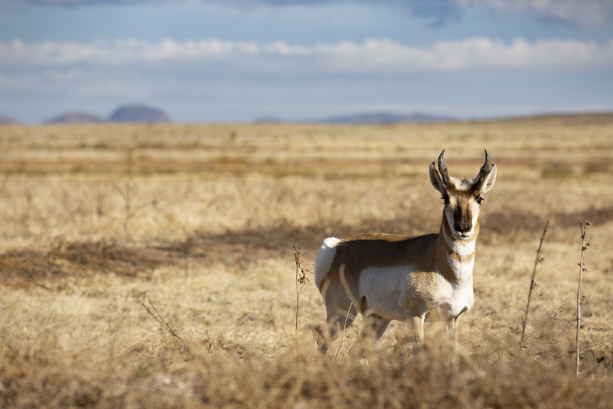 Antelope on the Range