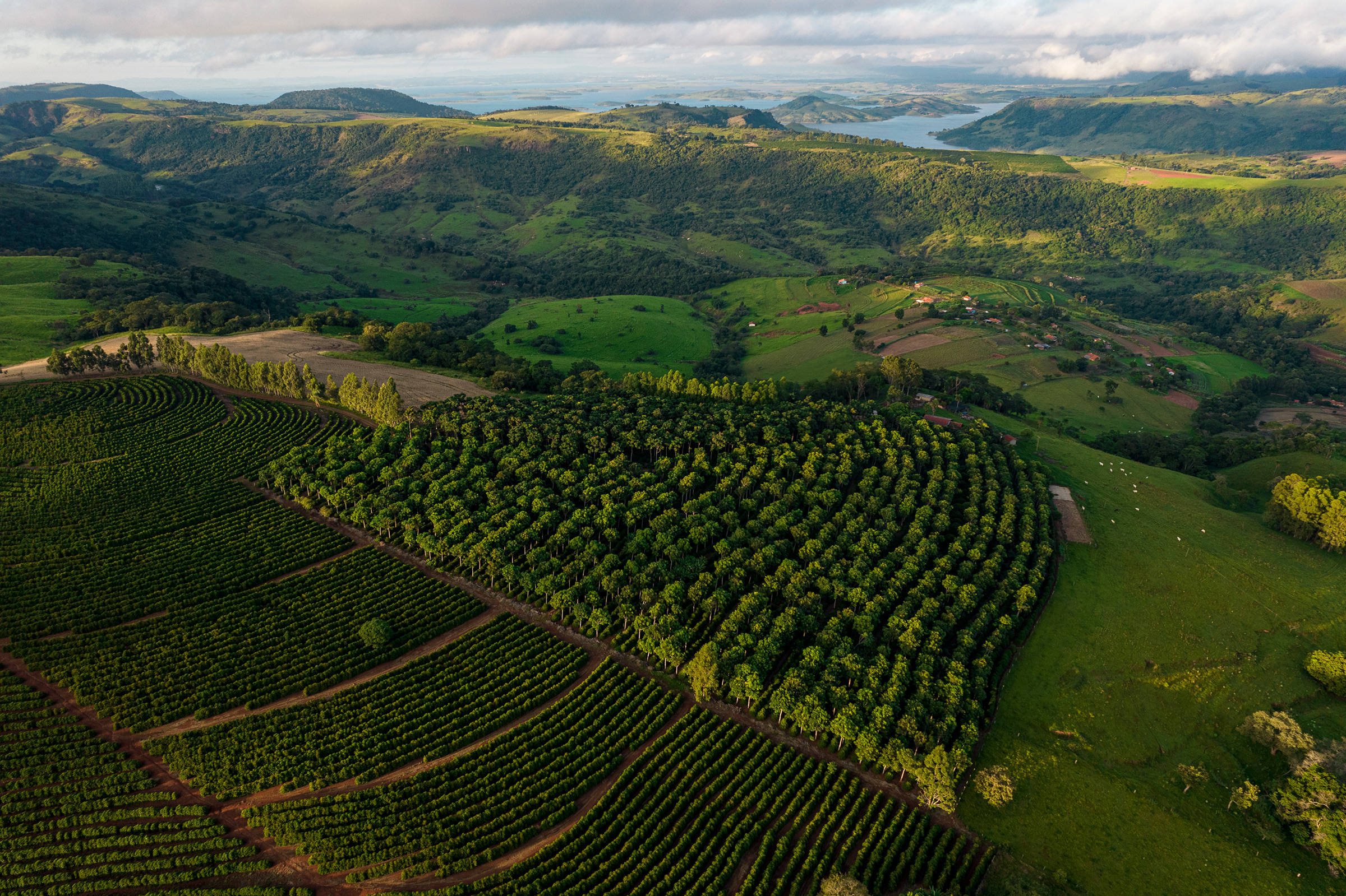 Aerial view of a plantation that implemented the agroforestry concept developed by the Preta Terra project in Timburi. (Victor Moriyama for TIME)
