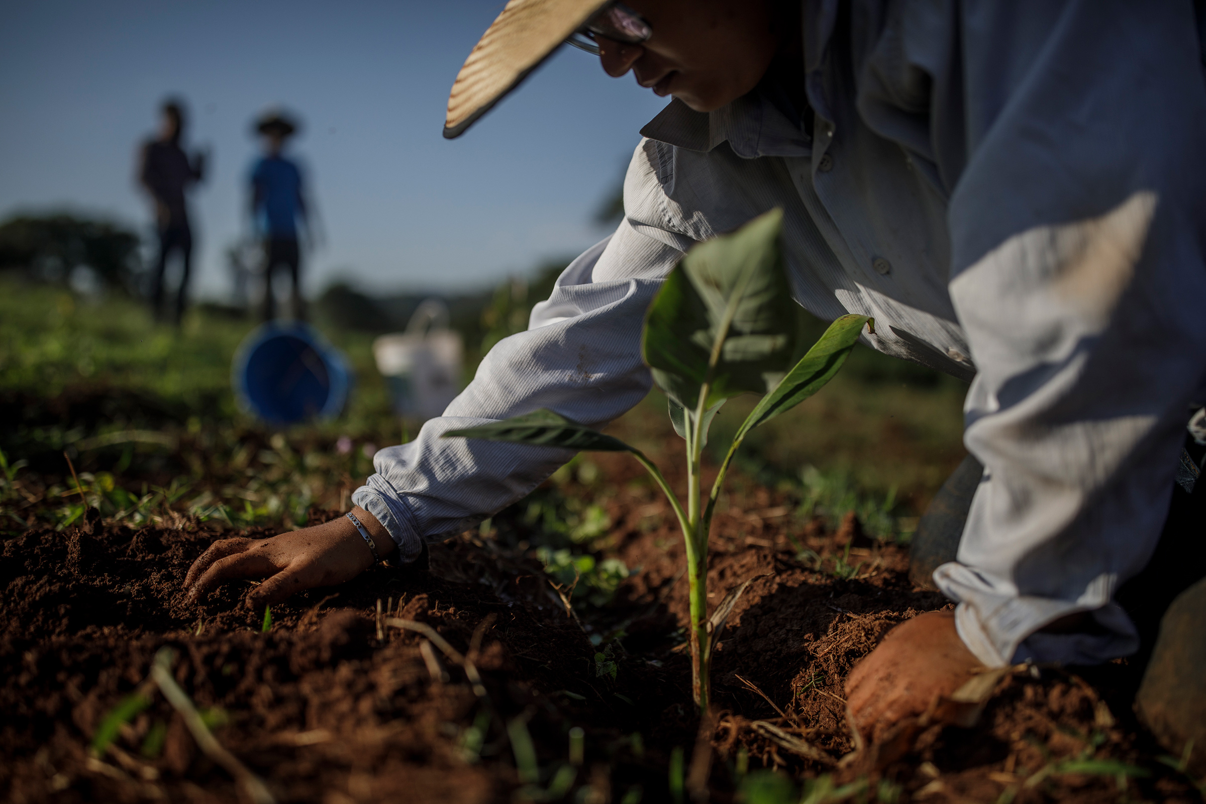 Workers plant tree seedlings in the Preta Terra project. (Victor Moriyama for TIME)