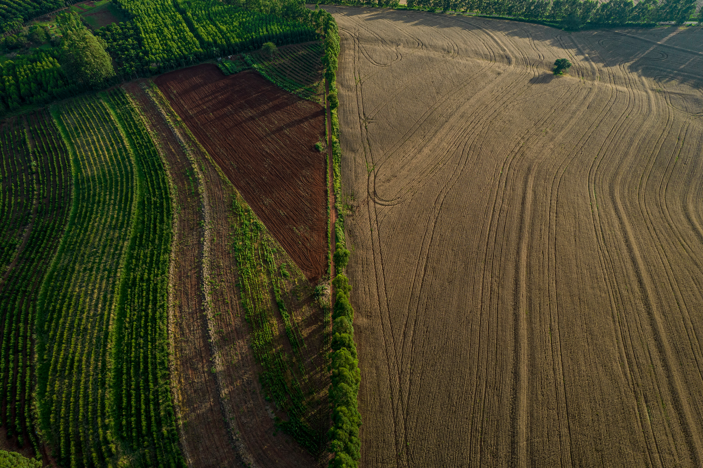 Preta Terra’s agroforestry project, left, beside a monoculture farm, in Timburi, Brazil, on March 29. (Victor Moriyama for TIME)