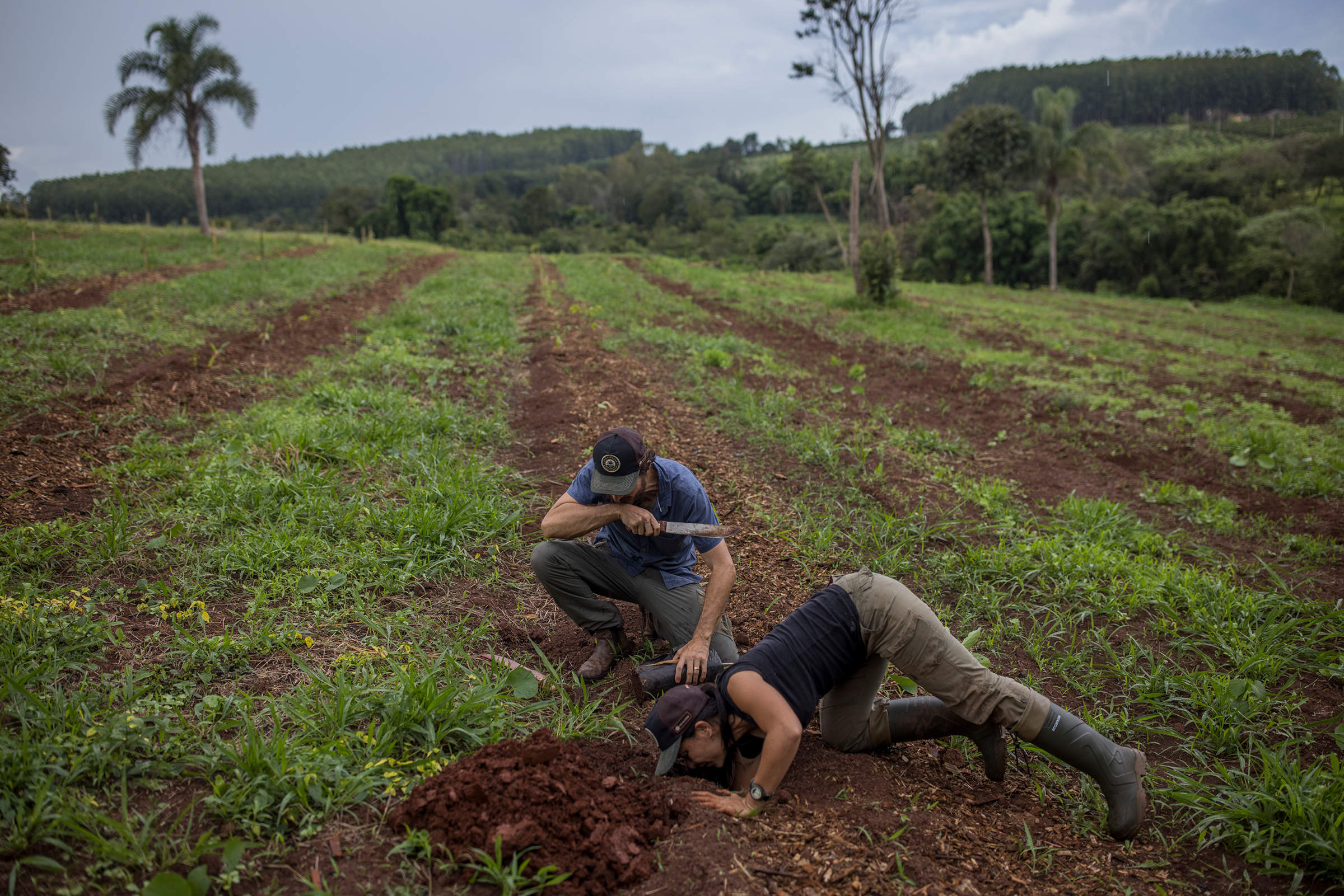 Farming Destroyed Brazil’s Rain Forests. It Could Also Save Them