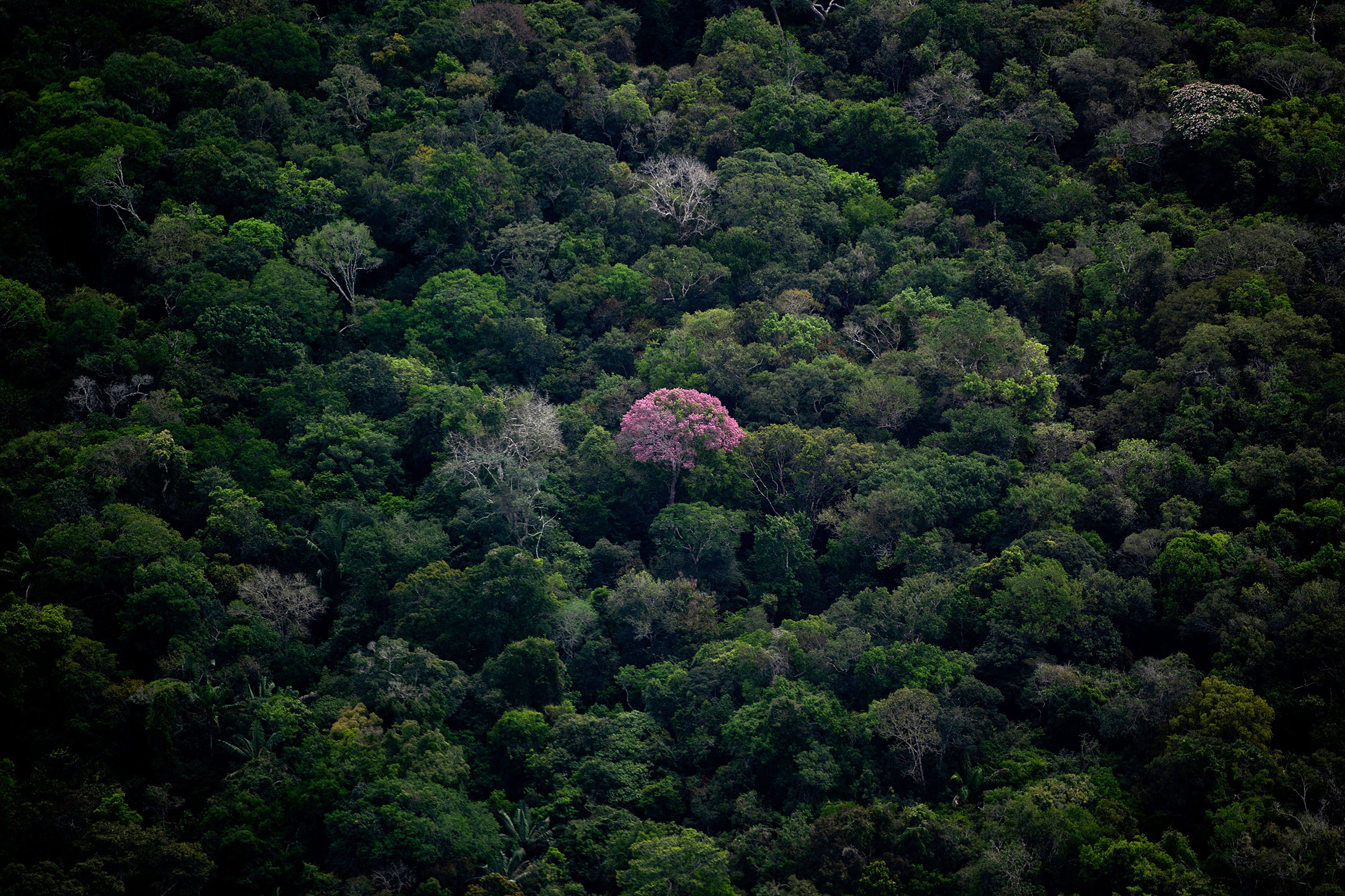 A tree with pink foliage sticks out of the Amazon rain forest on June 6 (Mauro Pimentel—AFP/Getty Images)