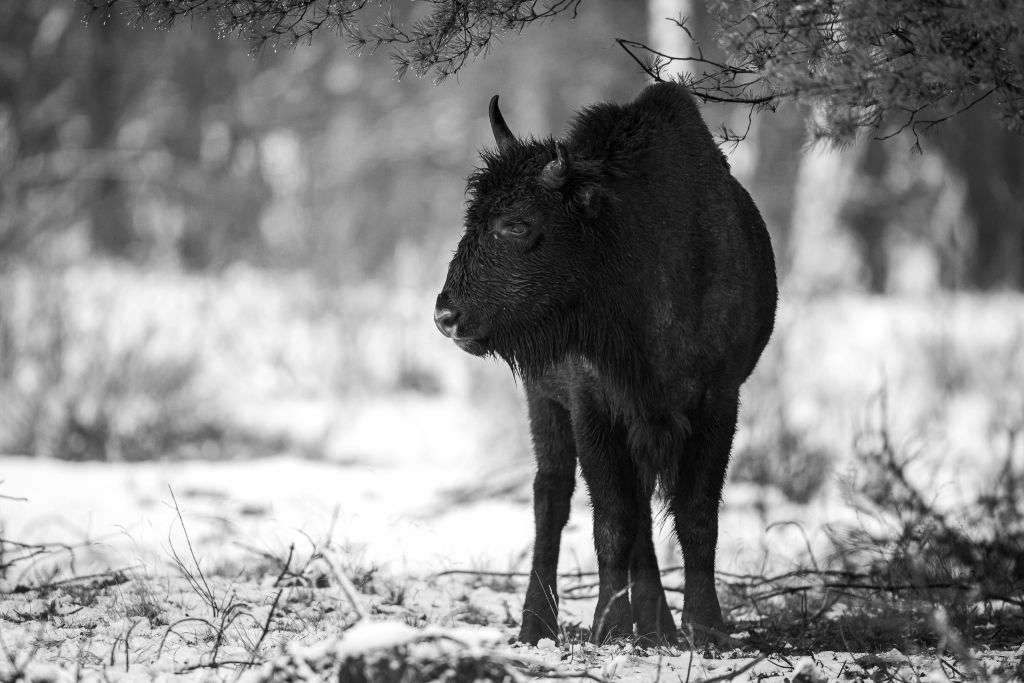 A European bison in the German state of Brandenburg, on Jan. 4, 2021. For the past decade, bison have been living largely undisturbed by humans in a protected wilderness zone in this part of Germany. (Ingolf König-Jablonski—Picture Alliance/Getty Images)