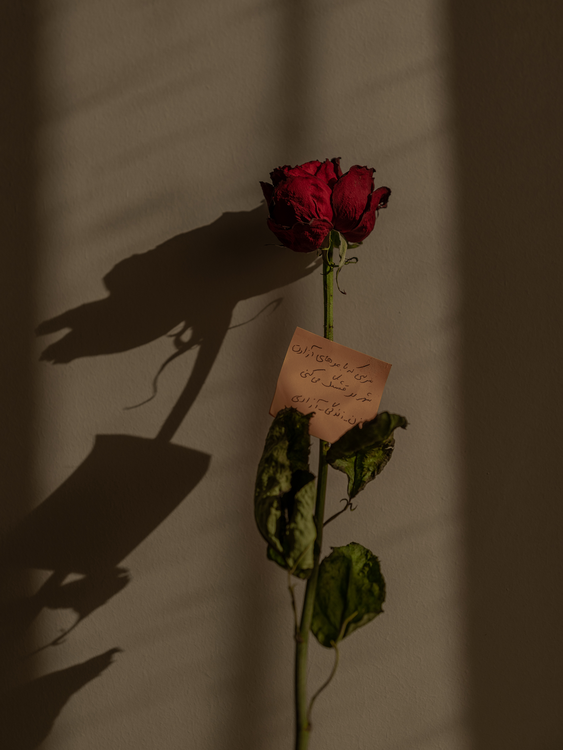 Asma*, 25, took off her hijab one day in Tehran and received a flower and note that read, "Thank you for making the city more beautiful with your free hair." Many women in Iran hand out flowers, chocolates, or kind notes in solidarity with these acts of protest. (Forough Alaei for TIME)