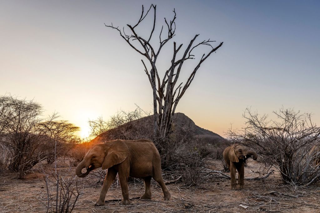 Two elephant calves try to find some browse in a dry land without fresh vegetation during a morning walk at Reteti Elephant Sanctuary in Namunyak Wildlife Conservancy, Samburu, Kenya on Oct. 12, 2022.