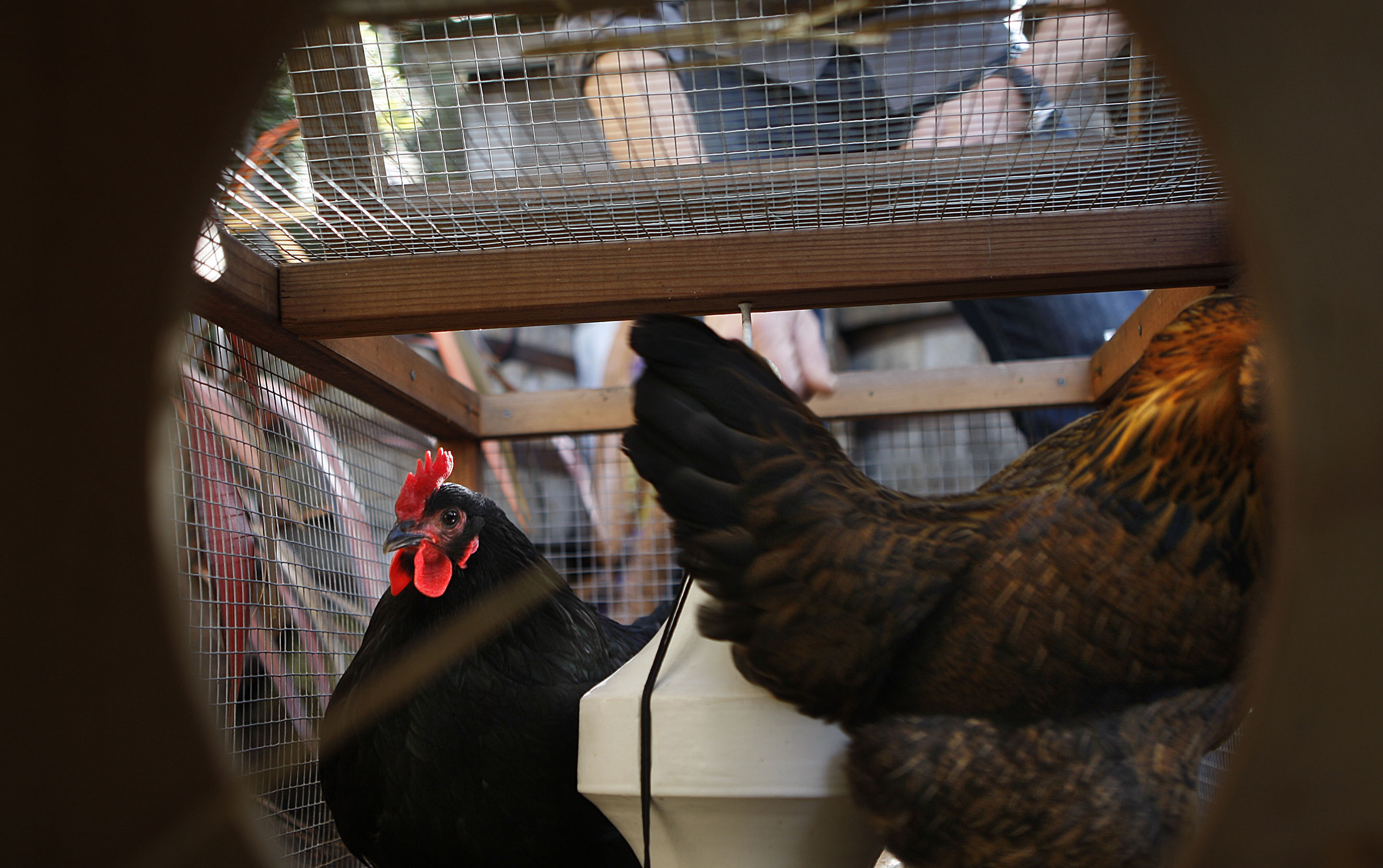 With the price of Grade A eggs up 138% since last year, some families are turning to backyard chicken coops. (Liz Hafalia––San Francisco Chronicle via Getty Images)