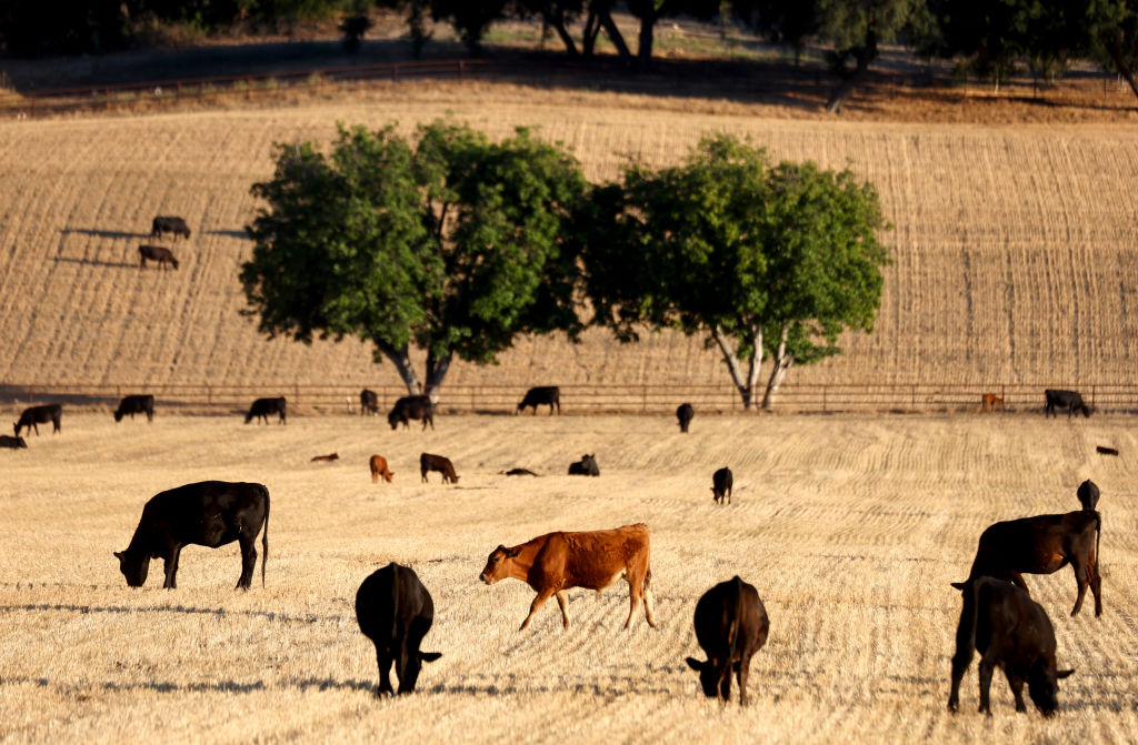 Cattle graze amid drought conditions on June 21, 2022 near Ojai, California. The Southwest United States is living through a climate-change fueled megadrought. (Photo by Mario Tama—Getty Images)