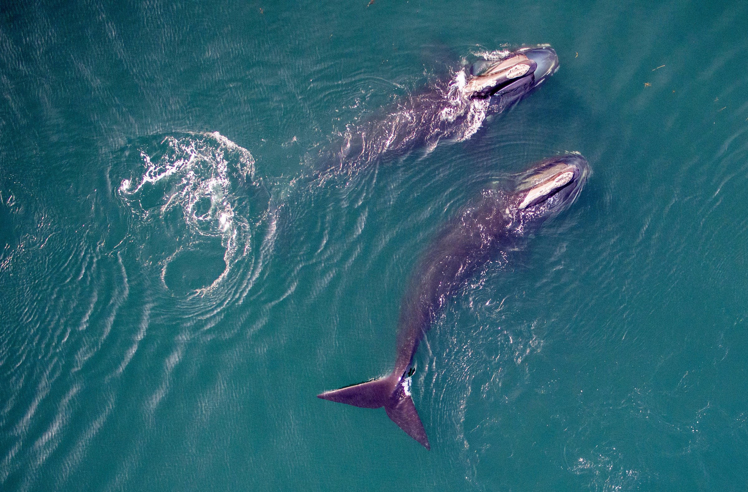 Northern-Atlantic-White-Whale
