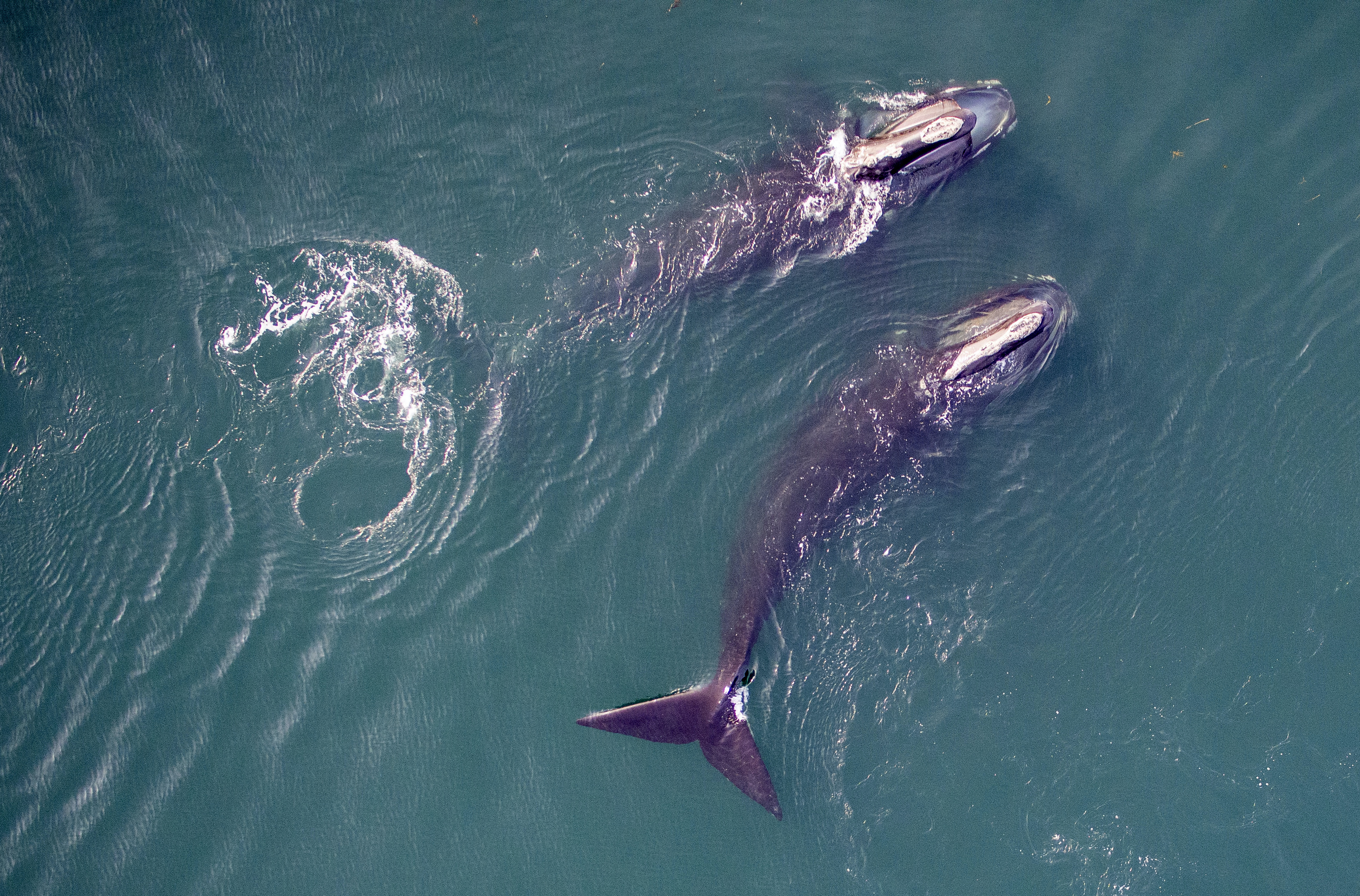 Aerial view of a pair of skim feeding North Atlantic right whales. (Michael Moore and Carolyn Miller—Courtesy of Woods Hole Oceanographic Institution/ NOAA NMFS permit 21371)