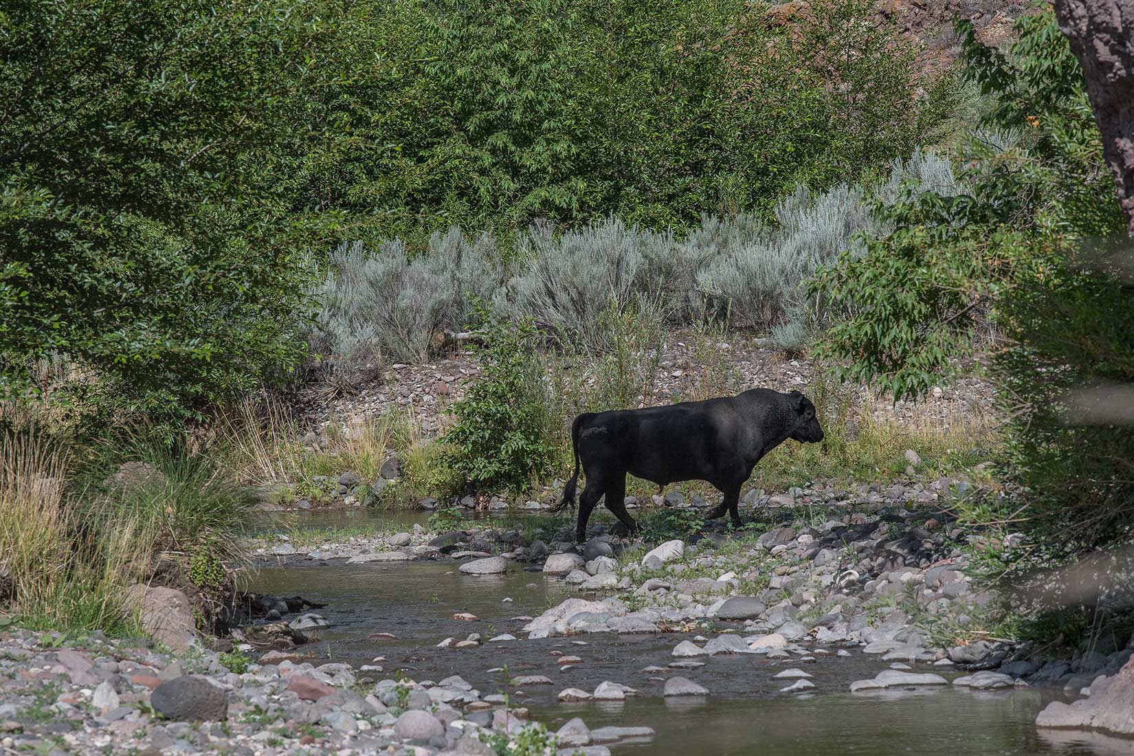 Forest officials said the feral cattle in the Gila Wilderness, like this bull, have been aggressive towards visitors, graze year-round, and trample stream banks and springs, causing erosion and sedimentation. (Courtesy of Robin Silver)