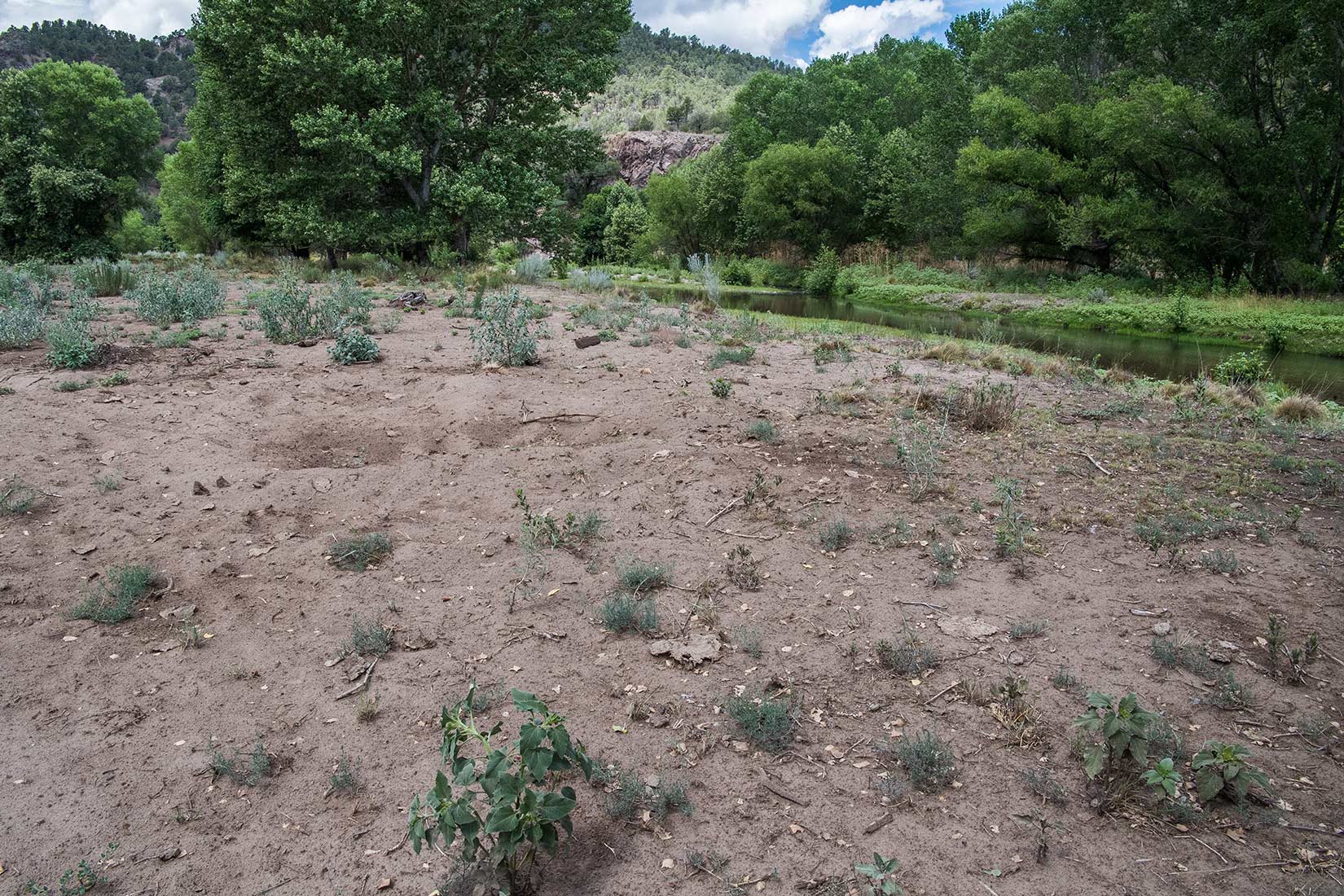 Along the Gila River, the feral cattle are said to trample stream banks and springs, causing erosion and sedimentation. (Courtesy Robin Silver)
