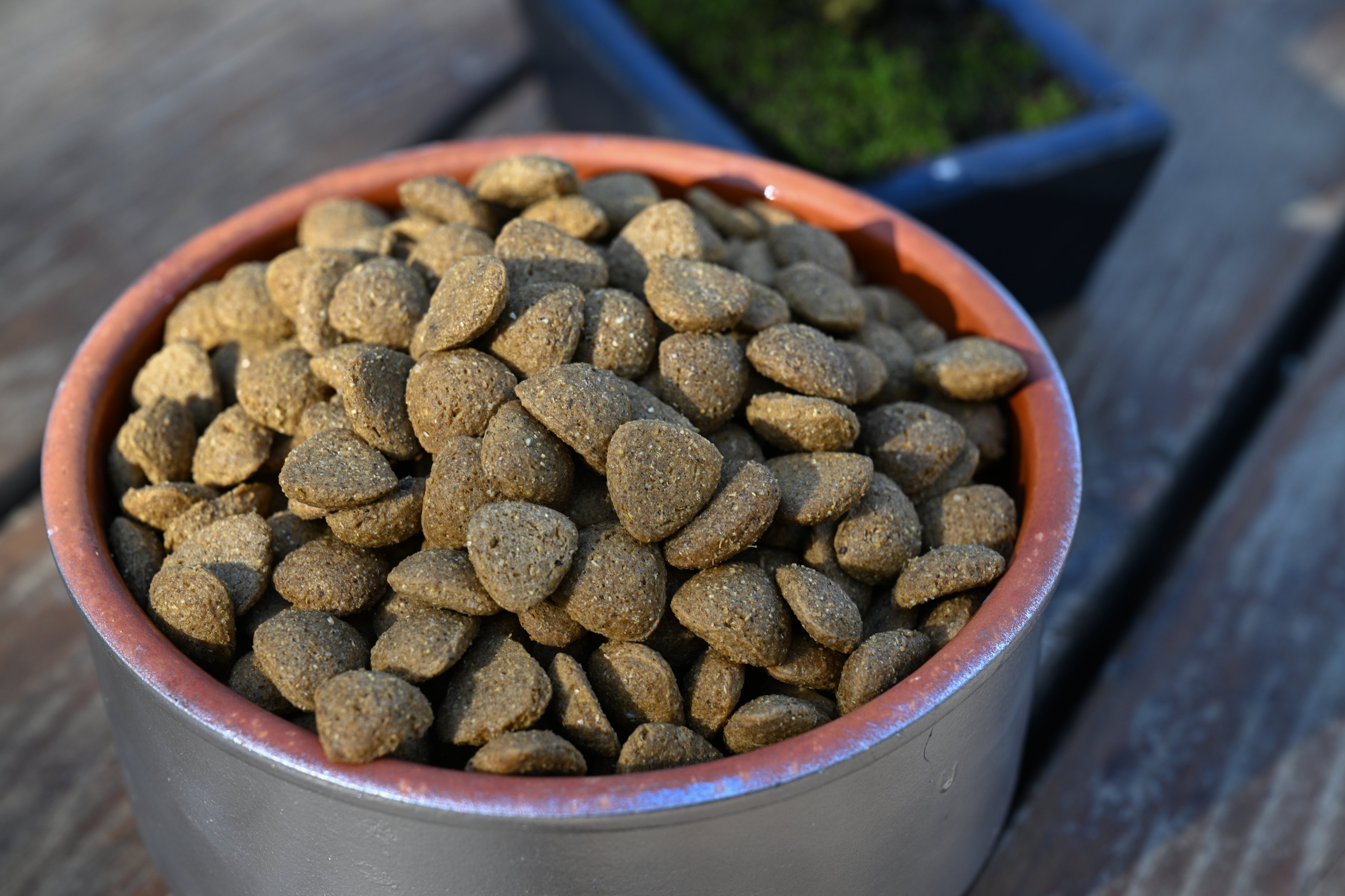 Food for dogs and cats, produced from eco-friendly black soldier flies, in Izmir, Turkiye, on Jan. 21, 2023. (Mehmet Emin Menguarslan—Anadolu Agency/Getty Images)