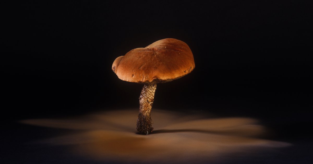 No, You Shouldn’t Be Afraid of Fungi