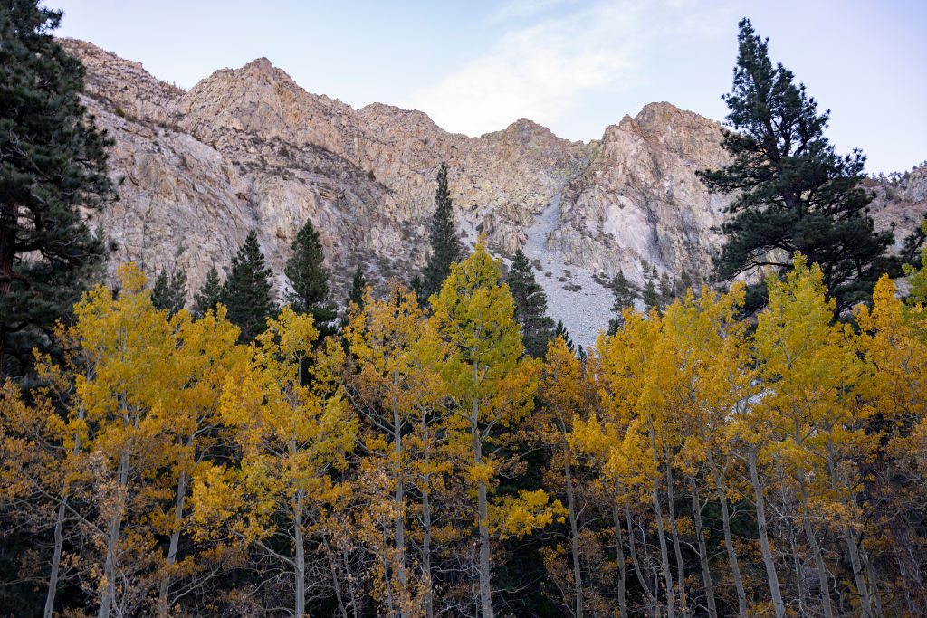 Aspen trees in the Sierra Madre experience a fourth year of extreme drought on October 27, 2022 near Lee Vining, California. (David McNew—Getty Images)
